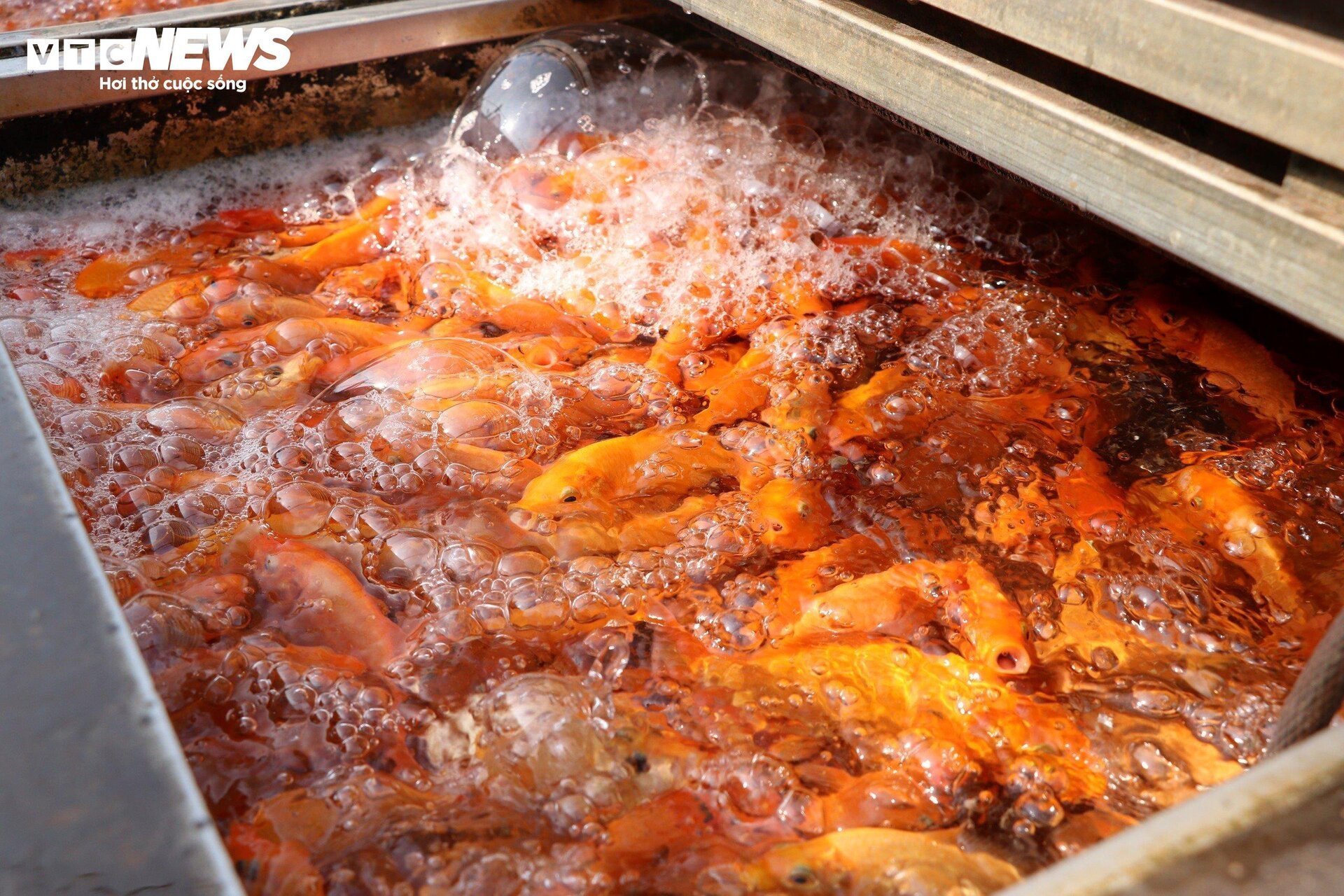 Làng cá chép lớn nhất Đồng Nai tất bật thu lưới phục vụ Tết ông Công, ông Táo - 5