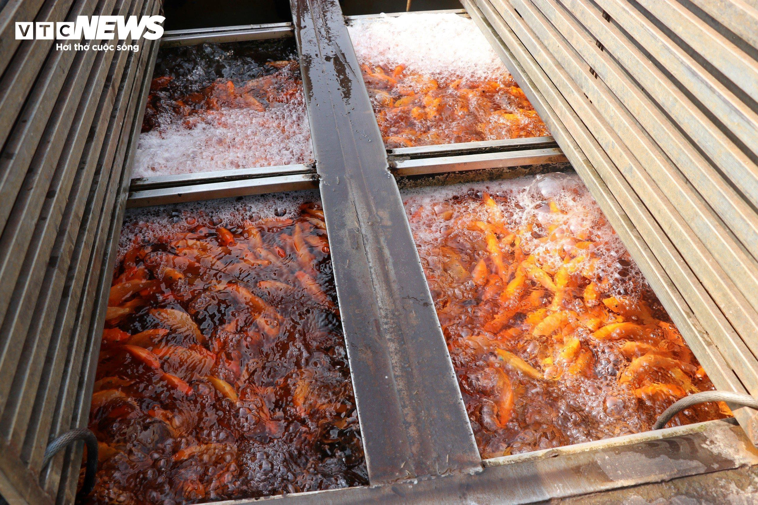 Làng cá chép lớn nhất Đồng Nai tất bật thu lưới phục vụ Tết ông Công, ông Táo - 6