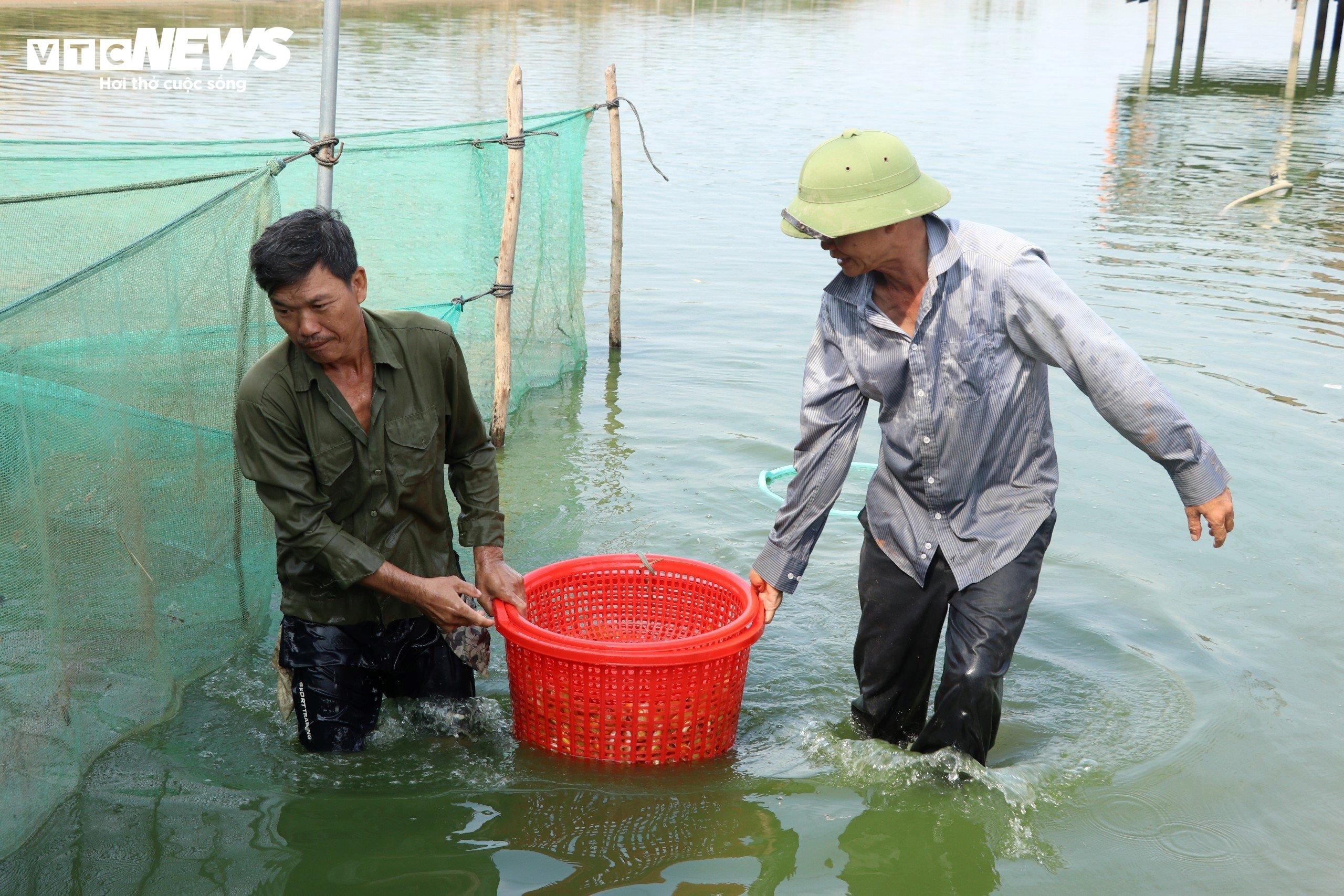 Làng cá chép lớn nhất Đồng Nai tất bật thu lưới phục vụ Tết ông Công, ông Táo - 7