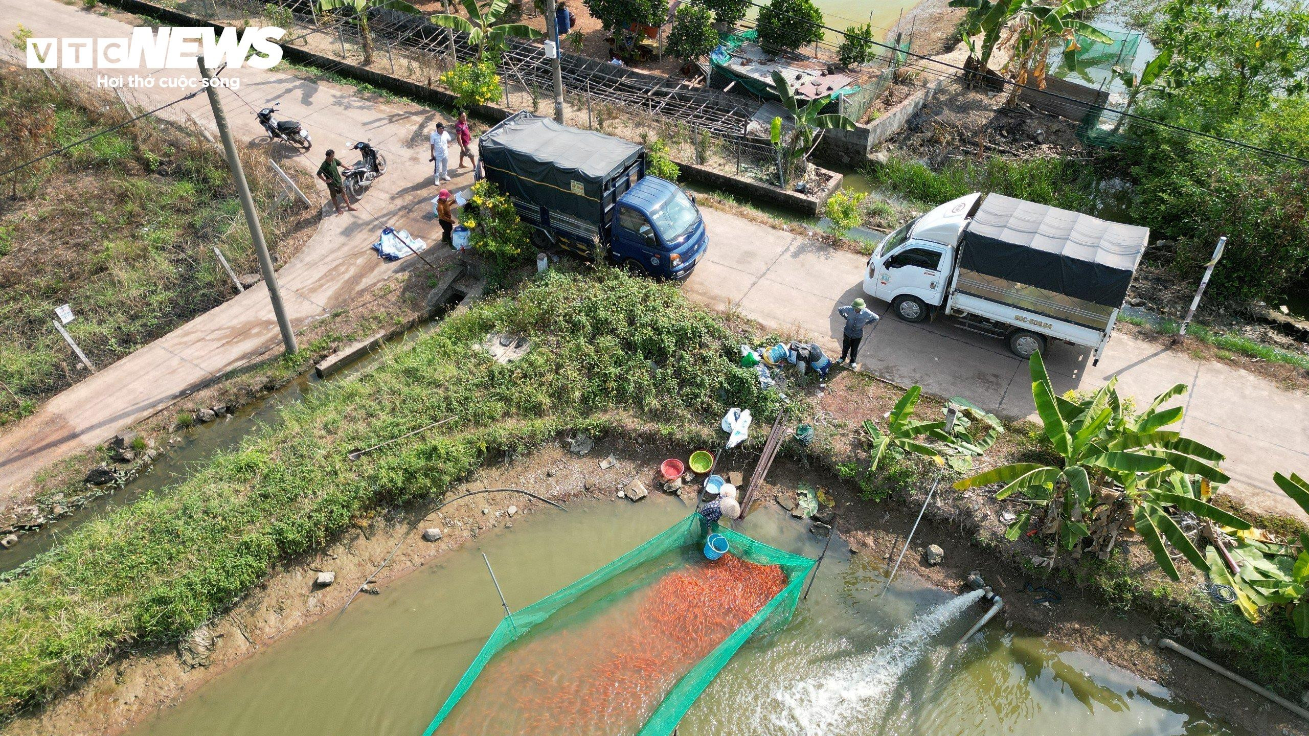 Làng cá chép lớn nhất Đồng Nai tất bật thu lưới phục vụ Tết ông Công, ông Táo - 1