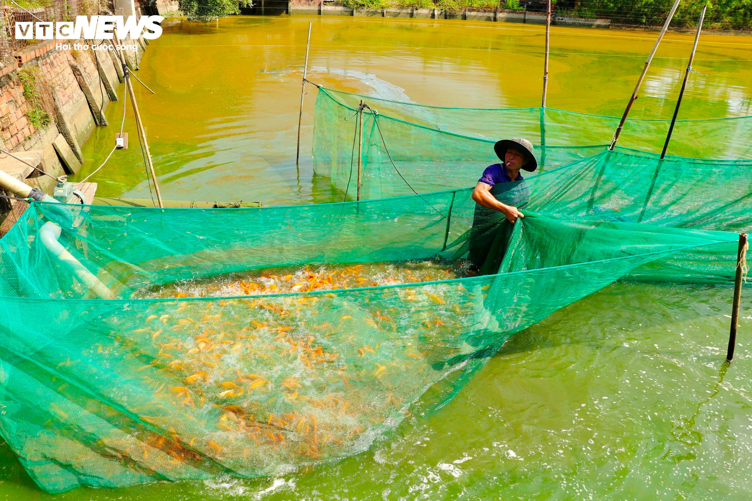 Làng cá chép lớn nhất Đồng Nai tất bật thu lưới phục vụ Tết ông Công, ông Táo - 2