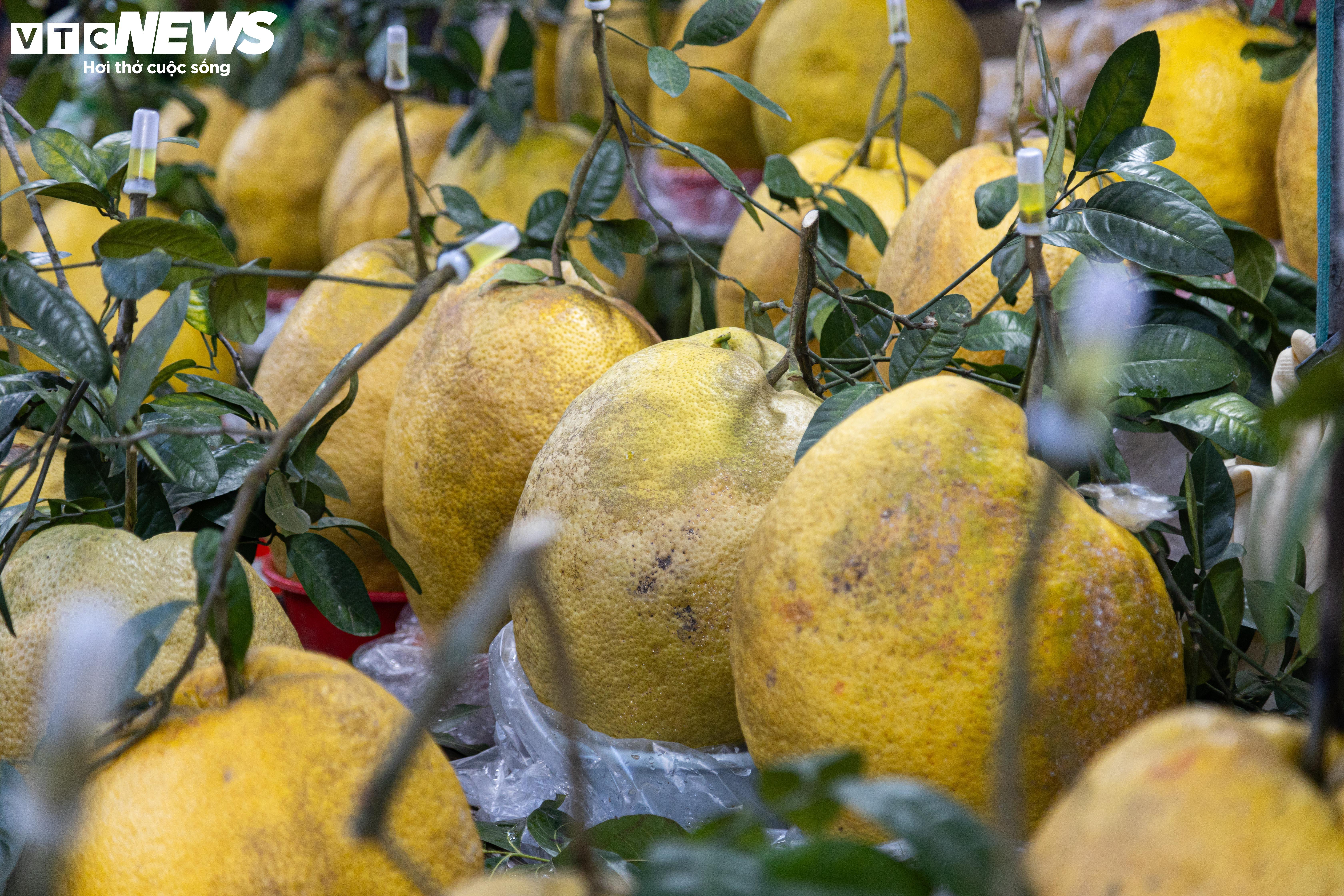 Bòng Kỳ Đà khổng lồ giá tiền triệu hút khách chơi Tết - 4