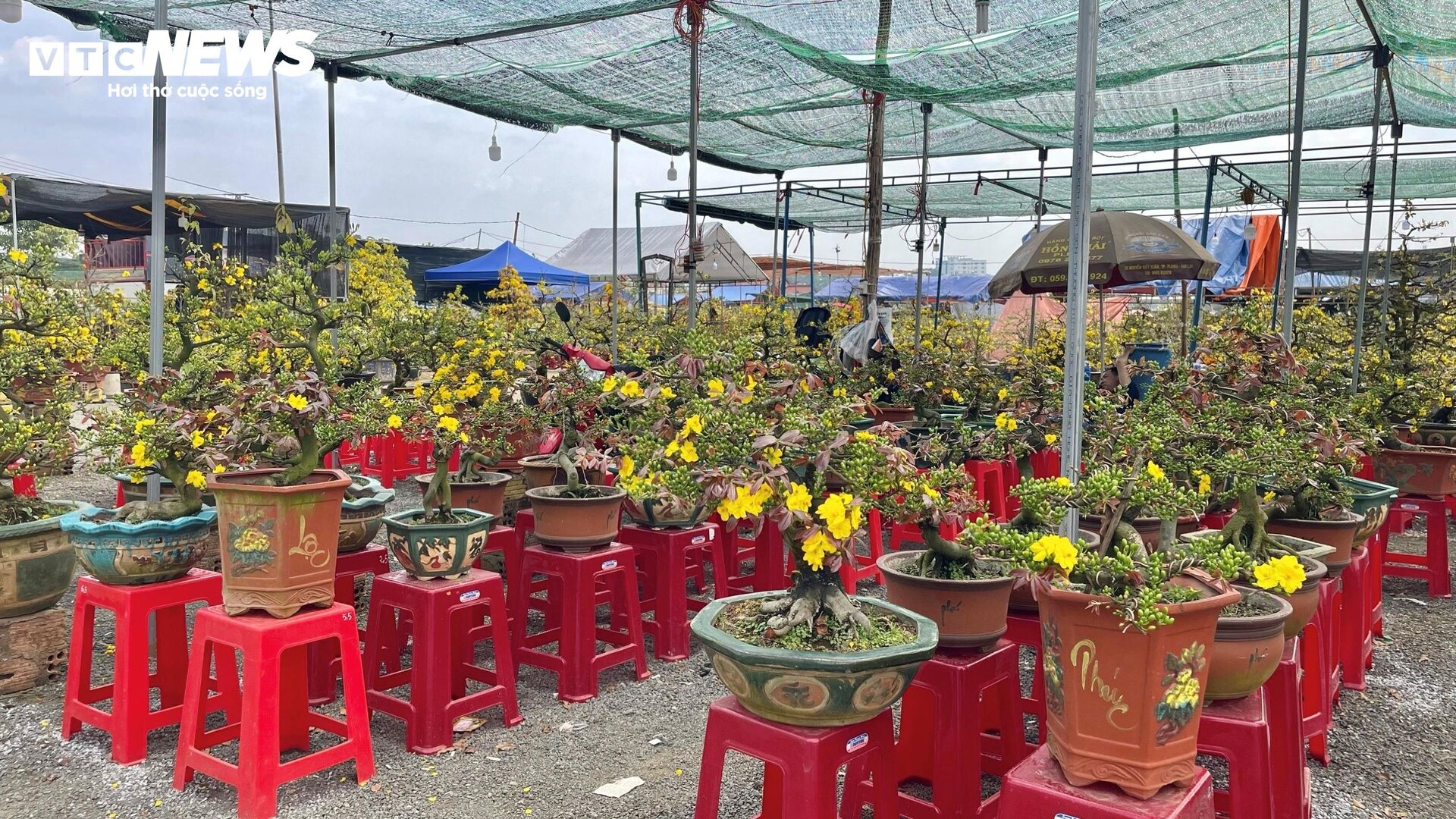 Chợ hoa Tết lớn nhất Gia Lai ảm đạm, tiểu thương 'mỏi mắt' ngóng khách - 3