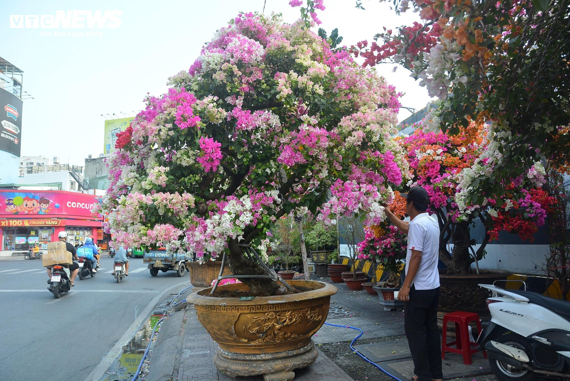 TP.HCM: Hoa giấy trăm triệu đồng khoe sắc, chờ khách 'rước' về chơi Tết - 1