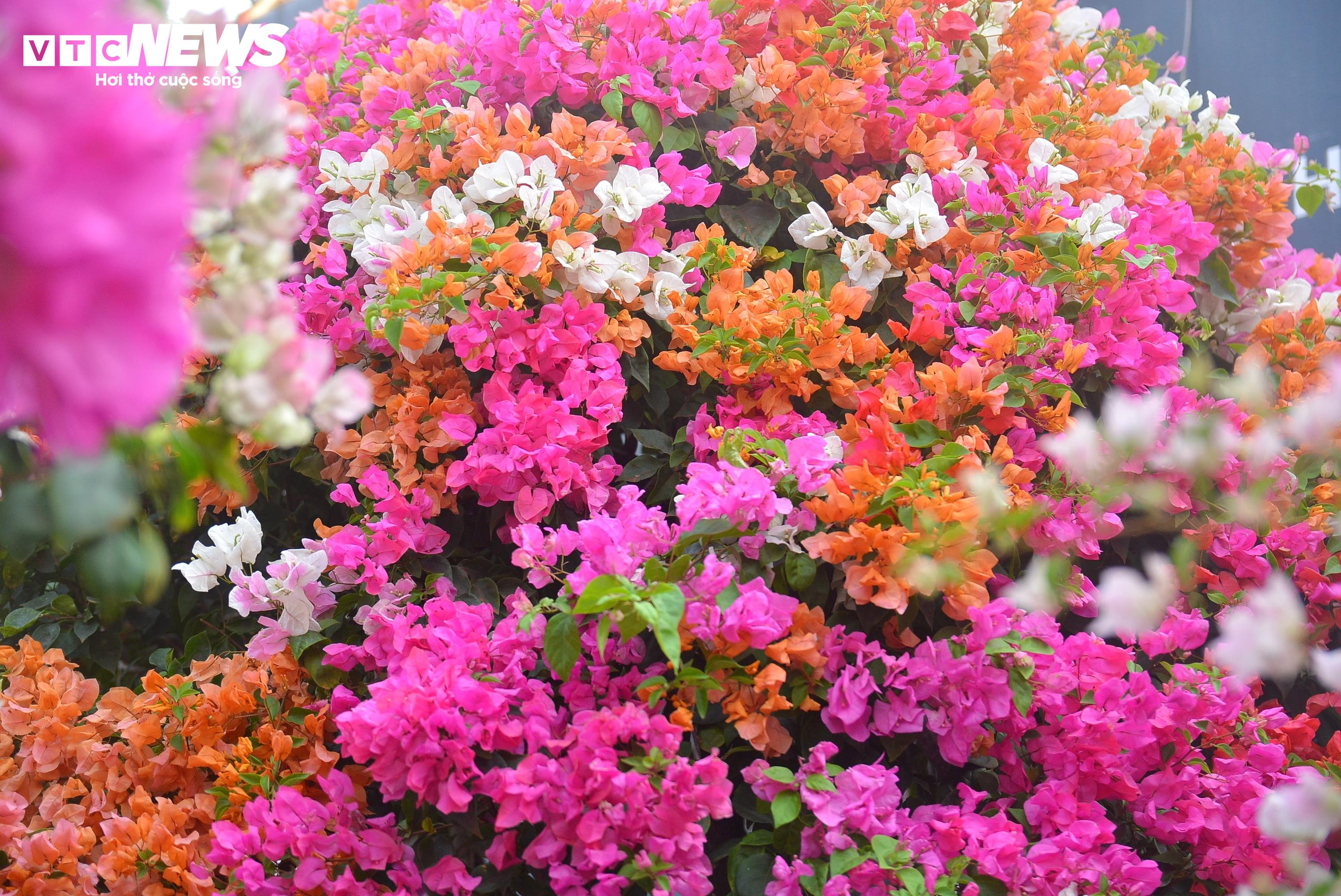 TP.HCM: Hoa giấy trăm triệu đồng khoe sắc, chờ khách 'rước' về chơi Tết - 4