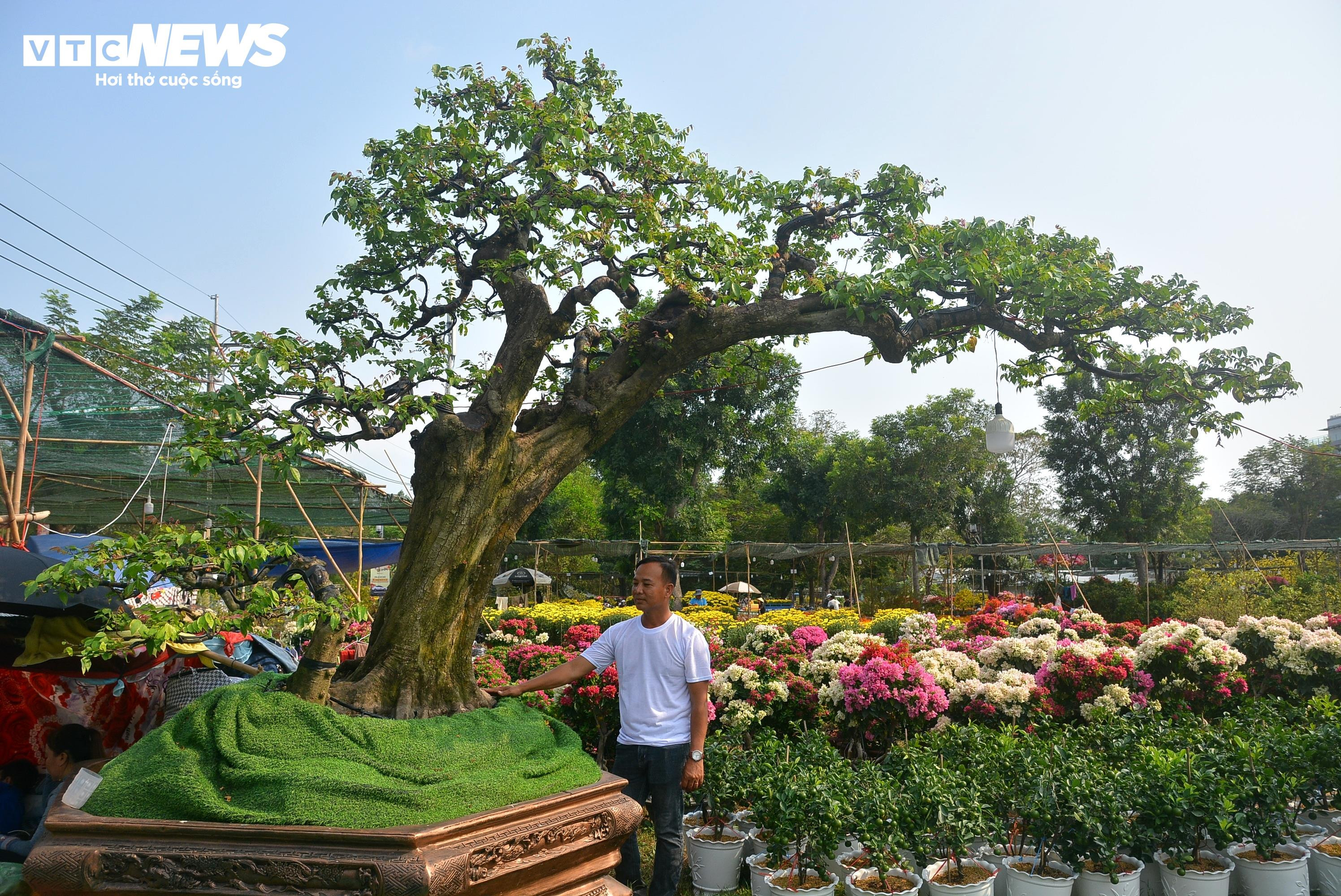 Cận cảnh ‘cụ khế’ giá nửa tỷ đồng ở TP.HCM - 1