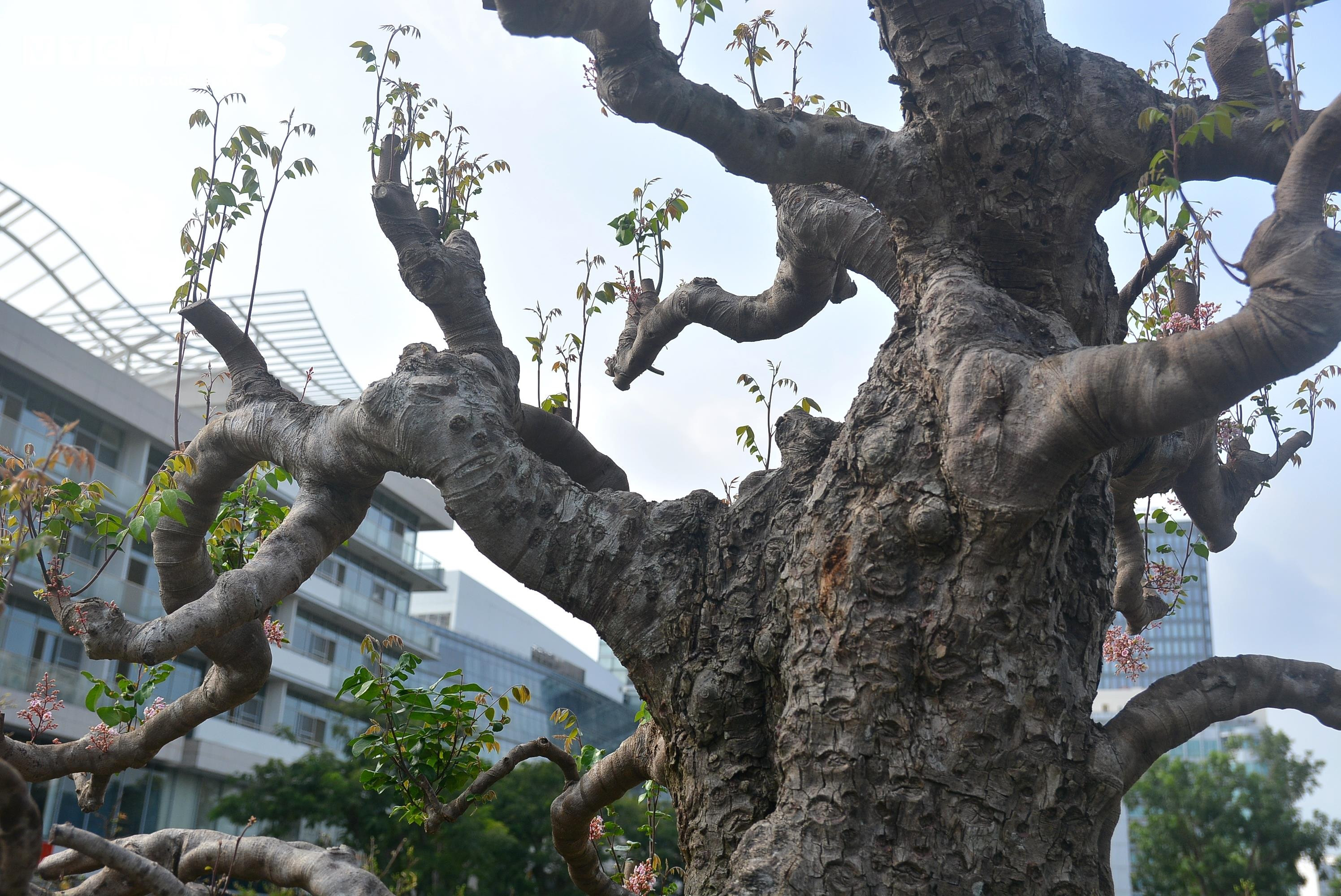 Cận cảnh ‘cụ khế’ giá nửa tỷ đồng ở TP.HCM - 10