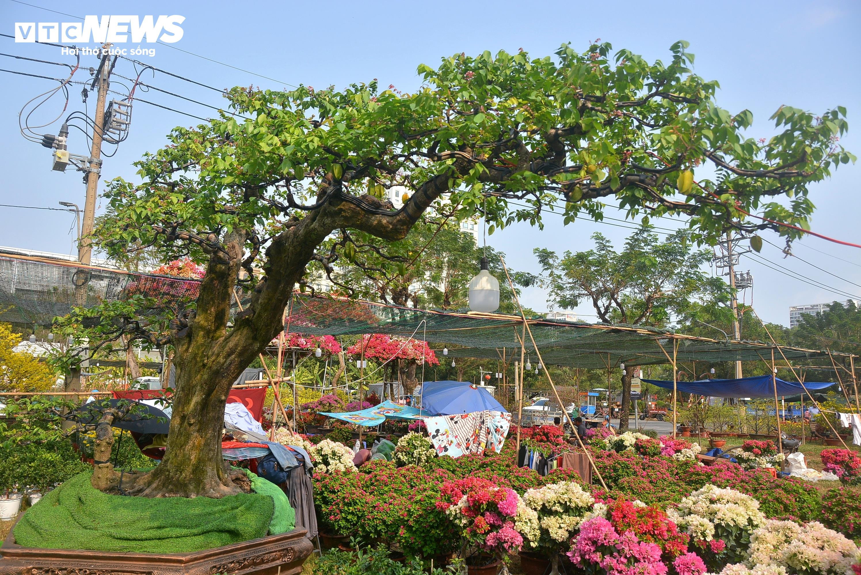 Cận cảnh ‘cụ khế’ giá nửa tỷ đồng ở TP.HCM - 2