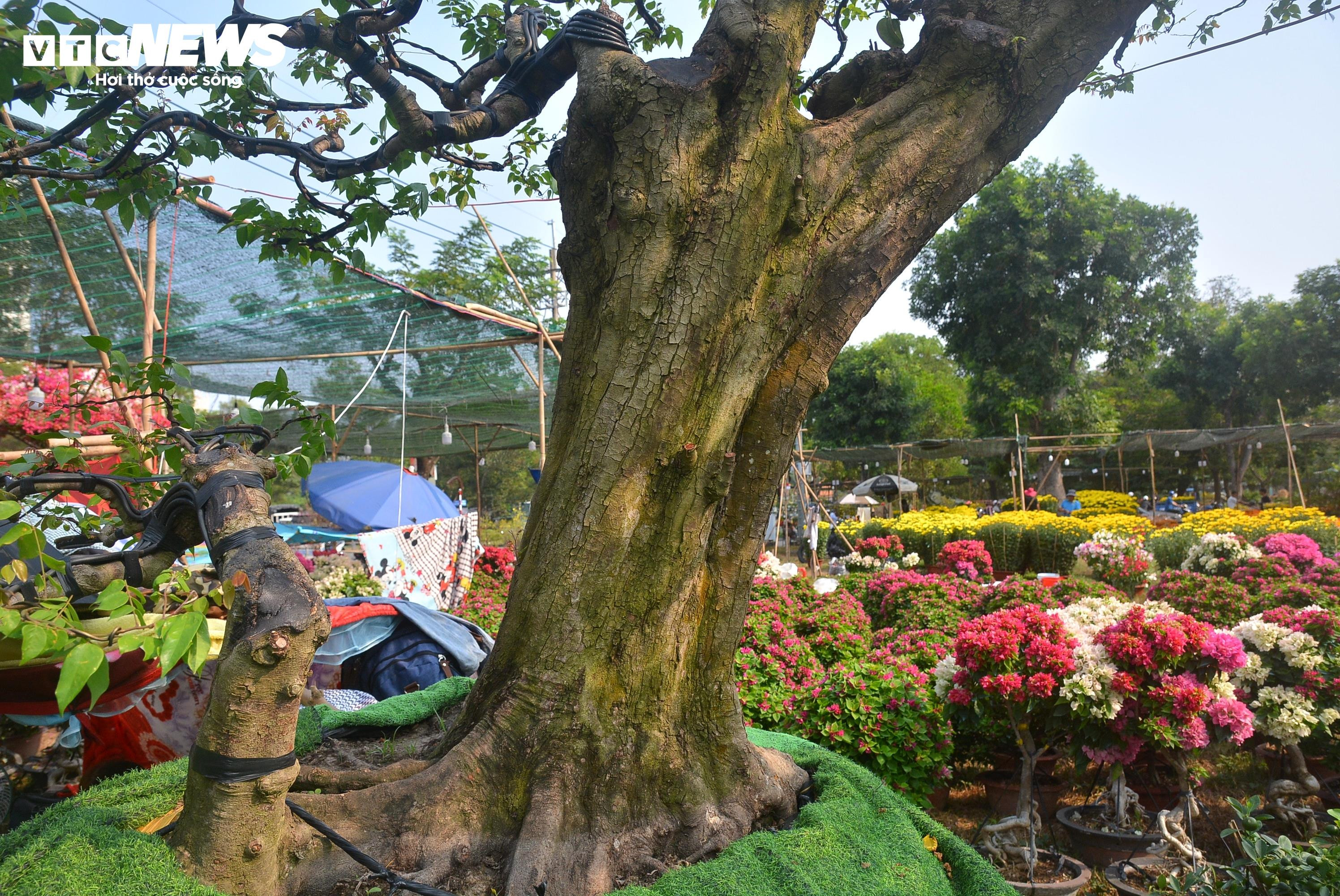 Cận cảnh ‘cụ khế’ giá nửa tỷ đồng ở TP.HCM - 5