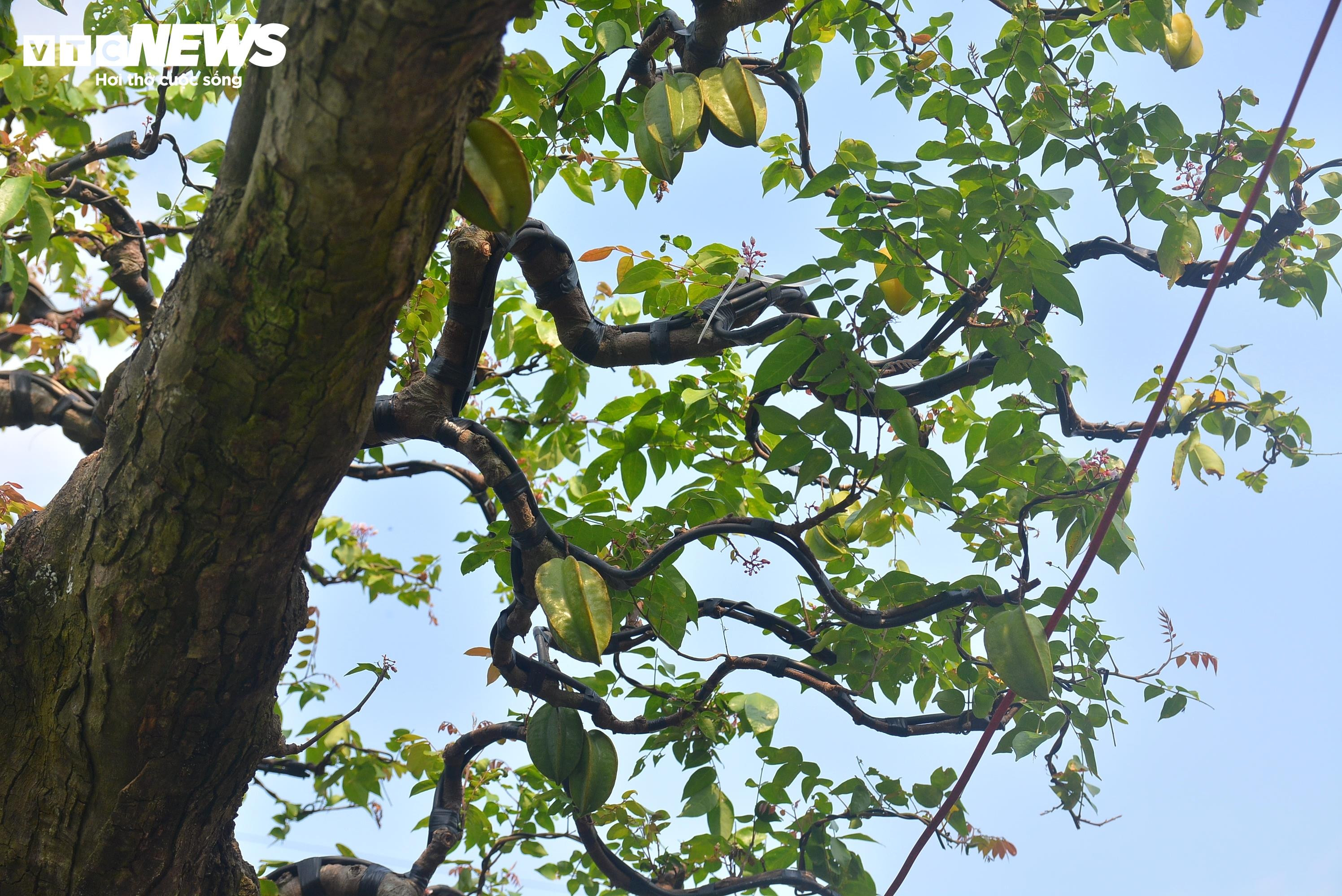 Cận cảnh ‘cụ khế’ giá nửa tỷ đồng ở TP.HCM - 3