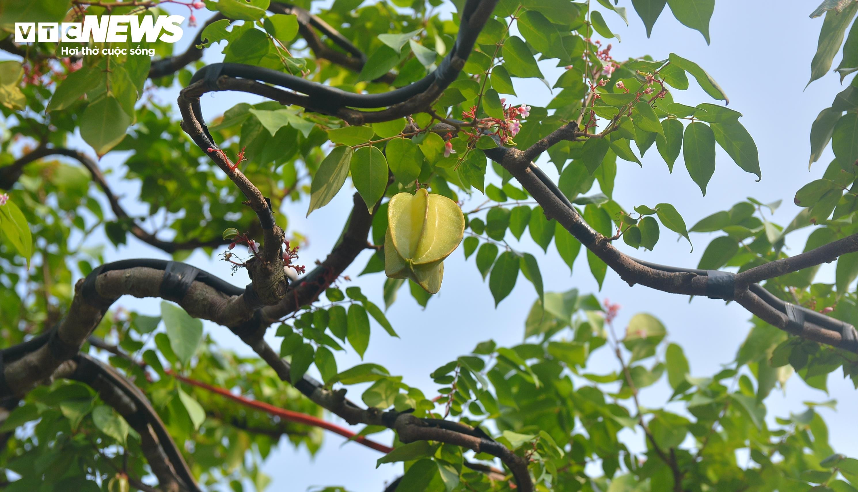 Cận cảnh ‘cụ khế’ giá nửa tỷ đồng ở TP.HCM - 4