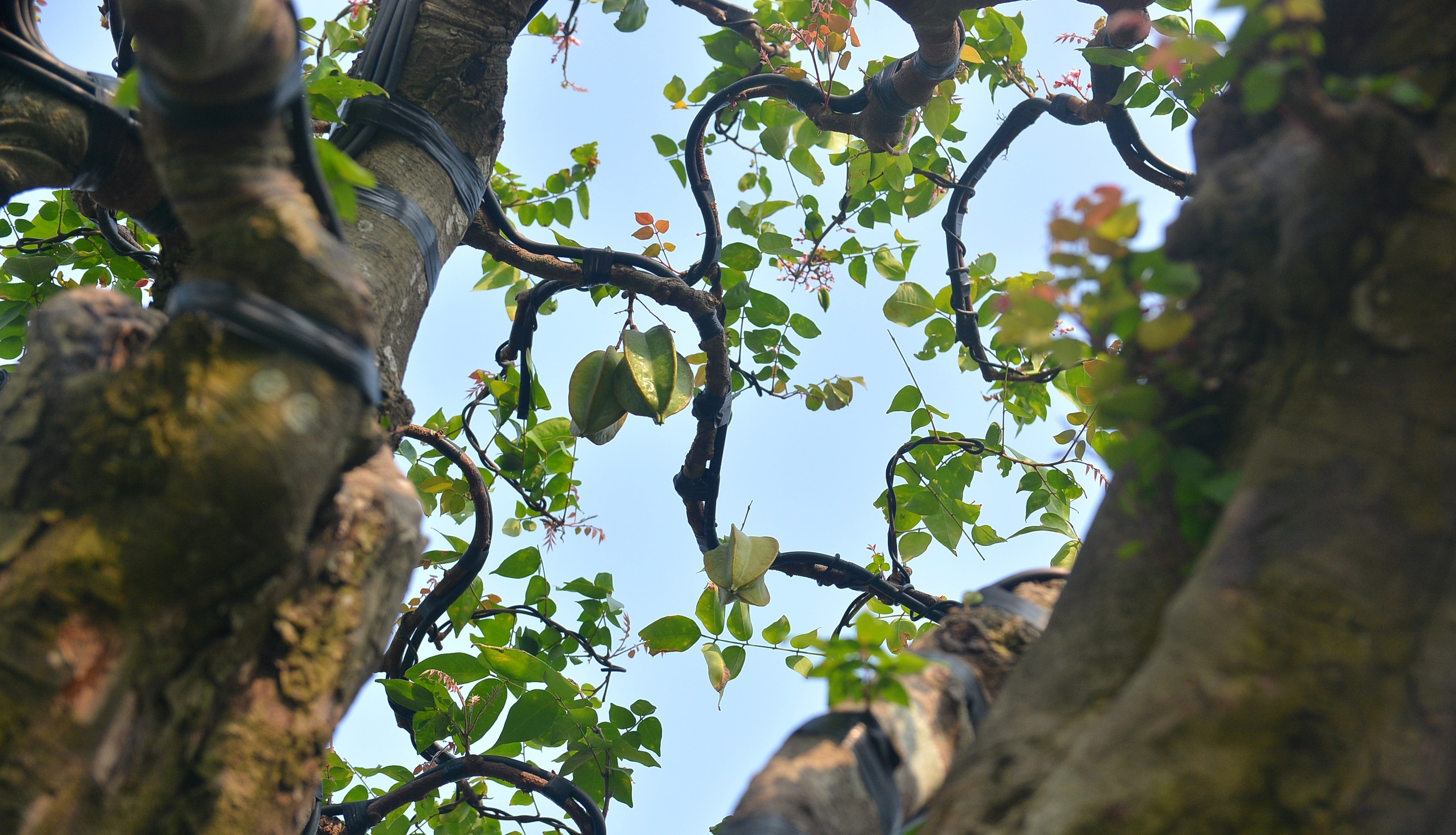 Cận cảnh ‘cụ khế’ giá nửa tỷ đồng ở TP.HCM - 6