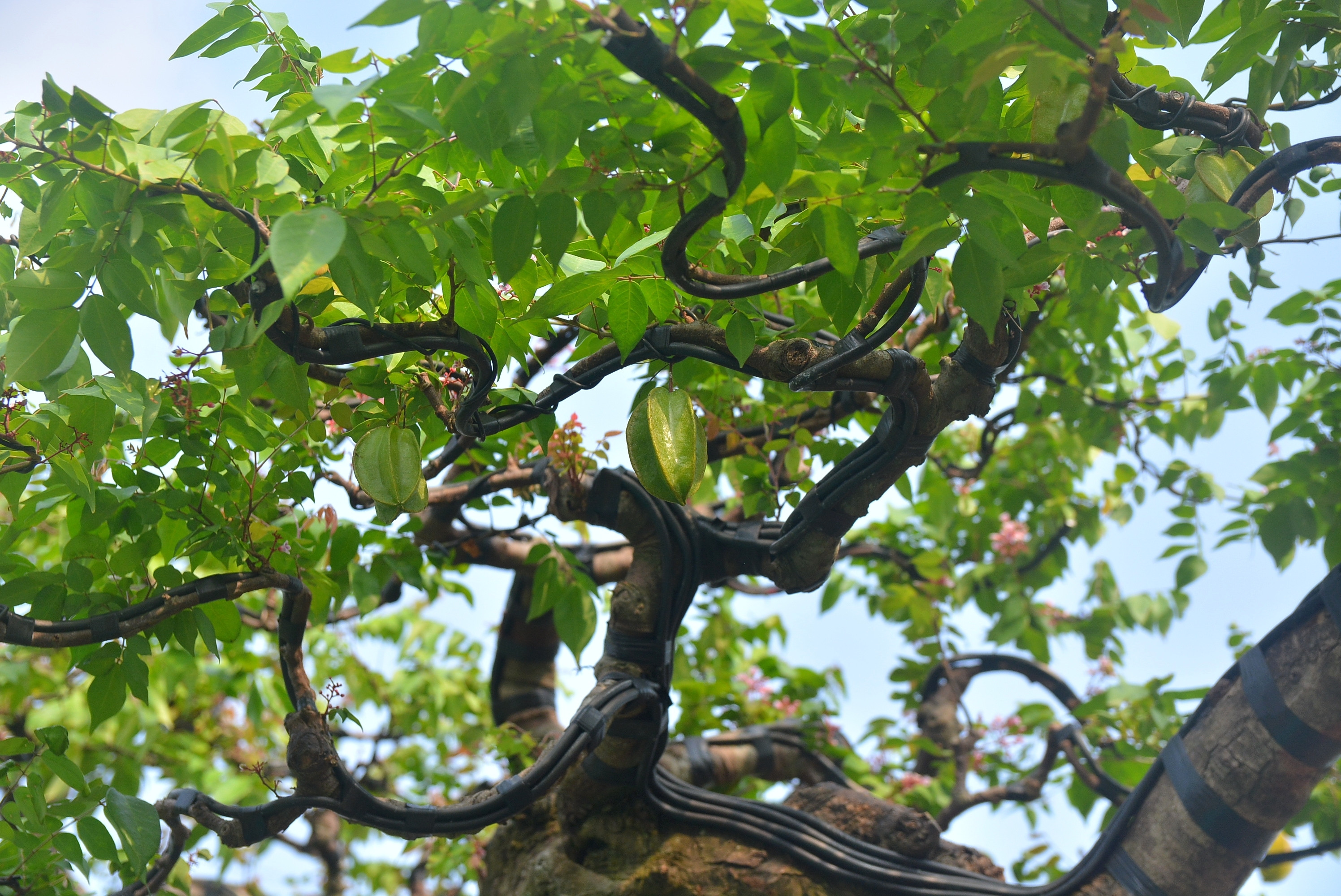 Cận cảnh ‘cụ khế’ giá nửa tỷ đồng ở TP.HCM - 7