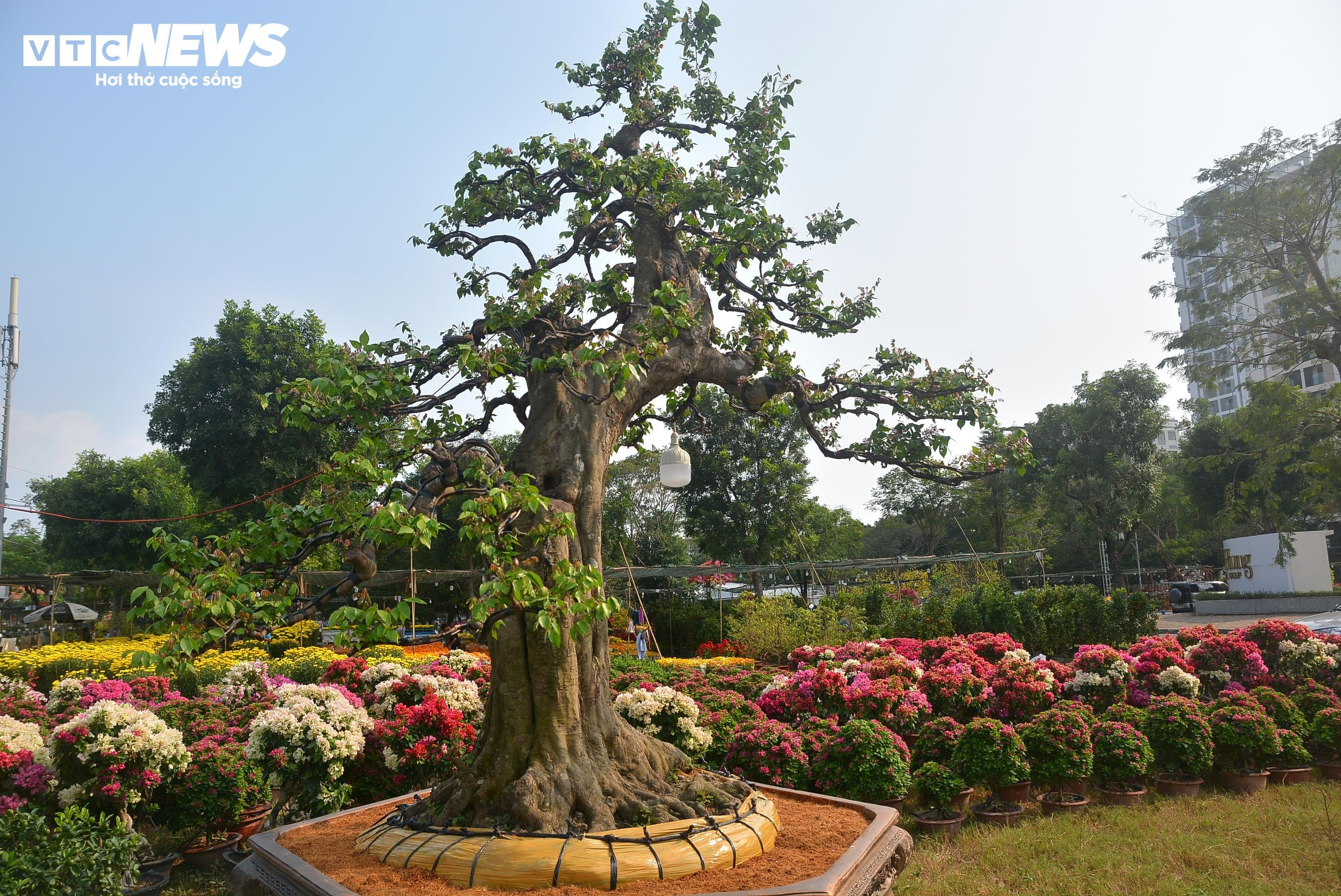 Cận cảnh ‘cụ khế’ giá nửa tỷ đồng ở TP.HCM - 8