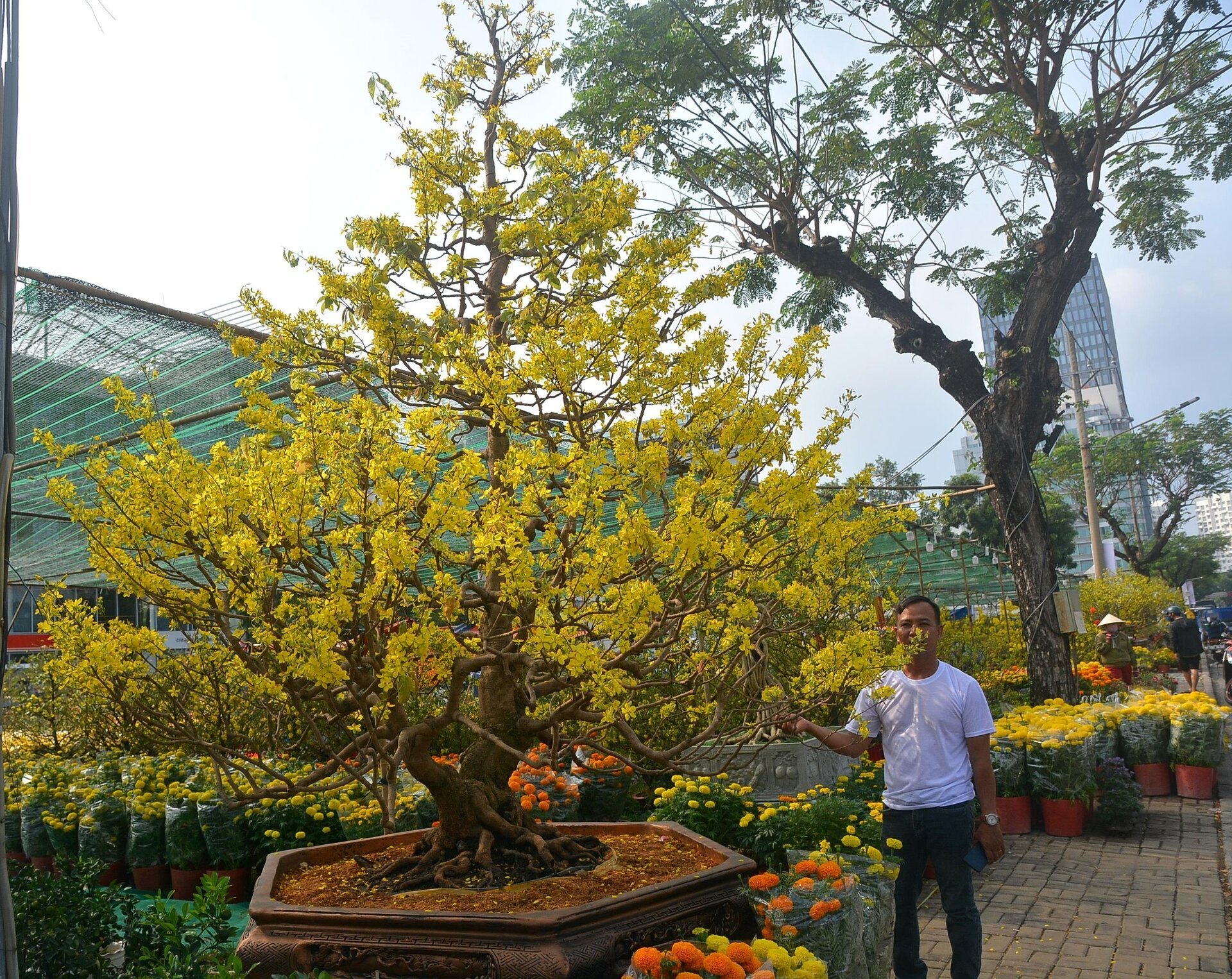 Ngắm cây mai tiền tỷ ở chợ hoa 'nhà giàu' Phú Mỹ Hưng - 7