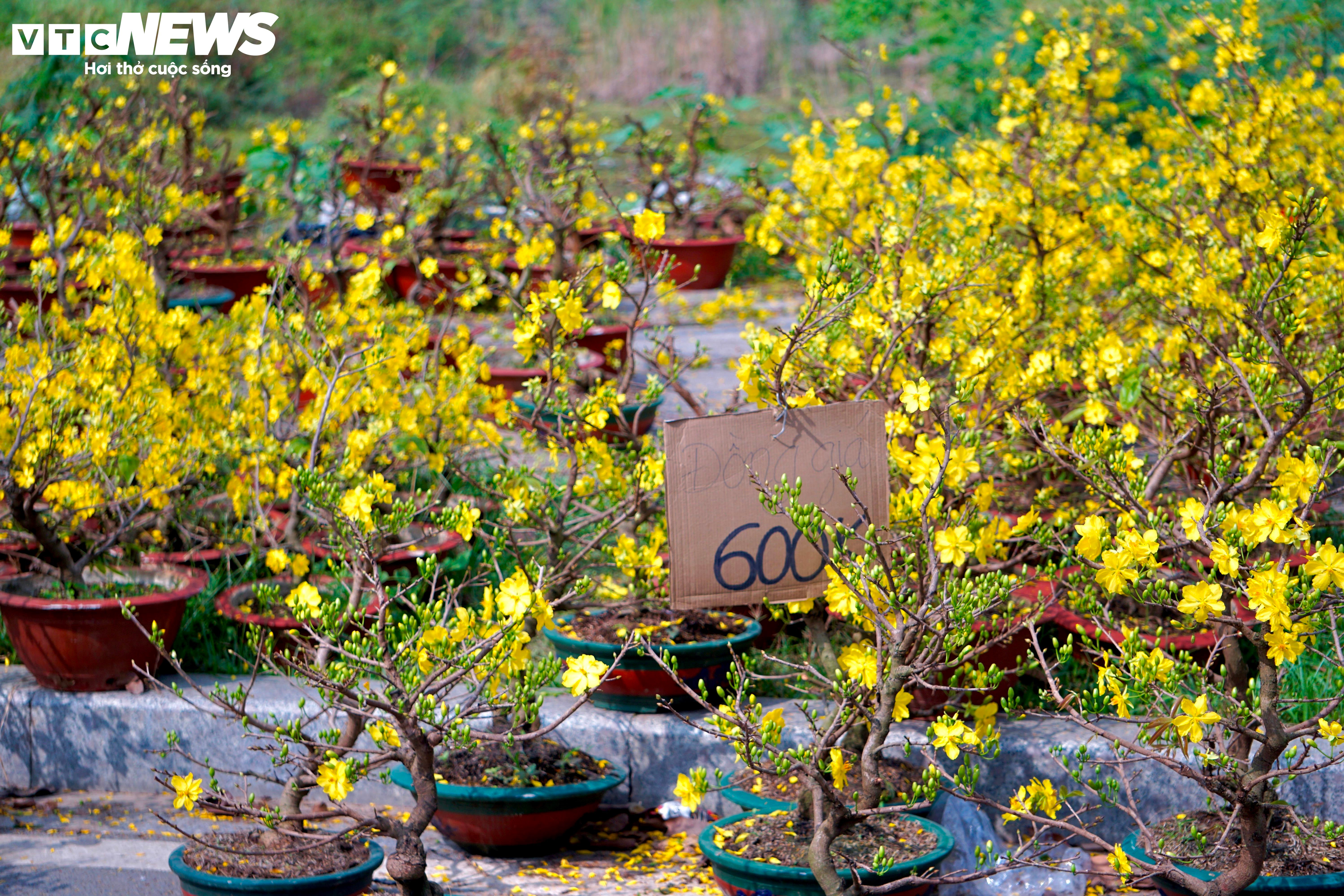 Tiểu thương TP.HCM đồng loạt xả hàng, vừa bán vừa tặng chiều 30 Tết - 4