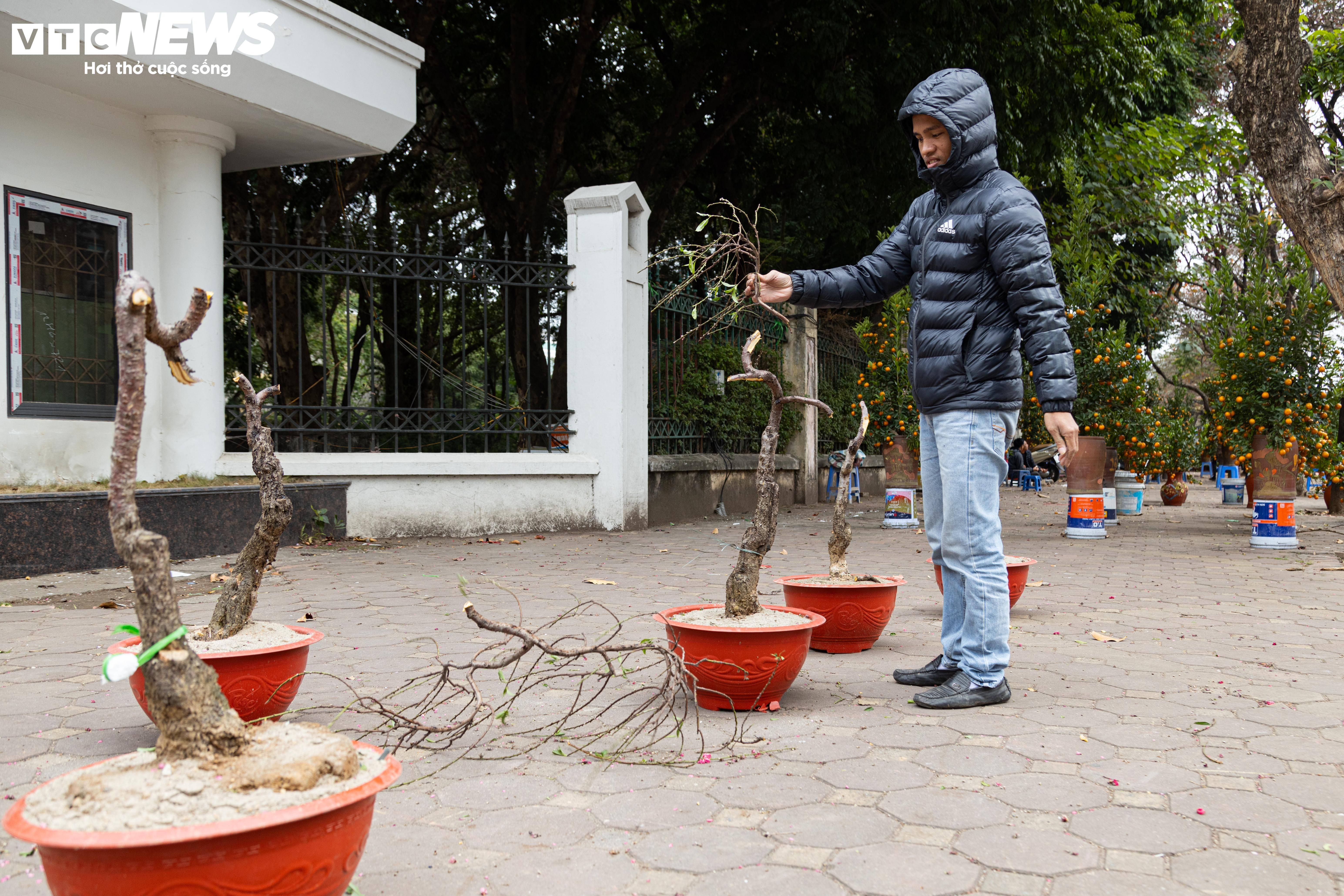 Hạ giá kịch sàn vẫn ế, tiểu thương Hà Nội ngậm ngùi chặt đào về quê đón Tết - 5