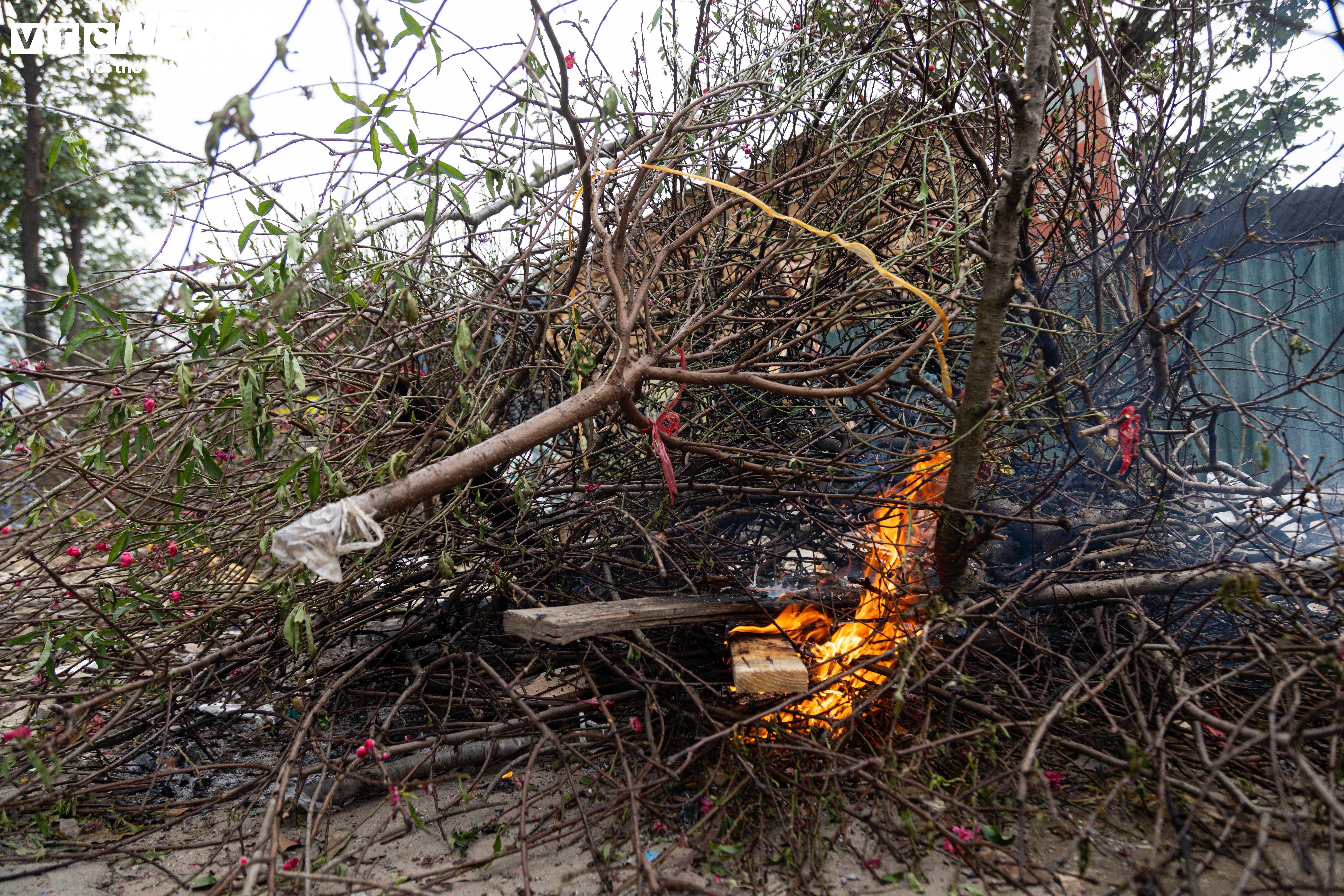 Hạ giá kịch sàn vẫn ế, tiểu thương Hà Nội ngậm ngùi chặt đào về quê đón Tết - 10