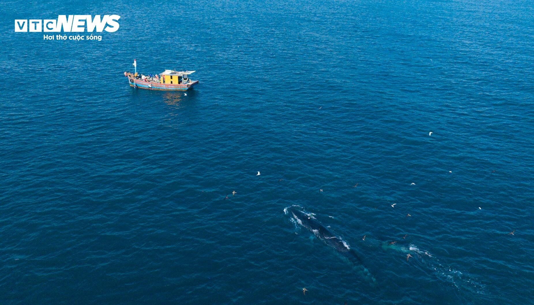 Đức tin cá Ông, vị phúc thần của ngư dân vùng biển Bình Định - 2