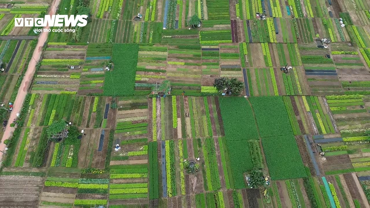 Du khách nước ngoài thích thú vọc đất, trồng rau cùng nông dân xứ Quảng - 10