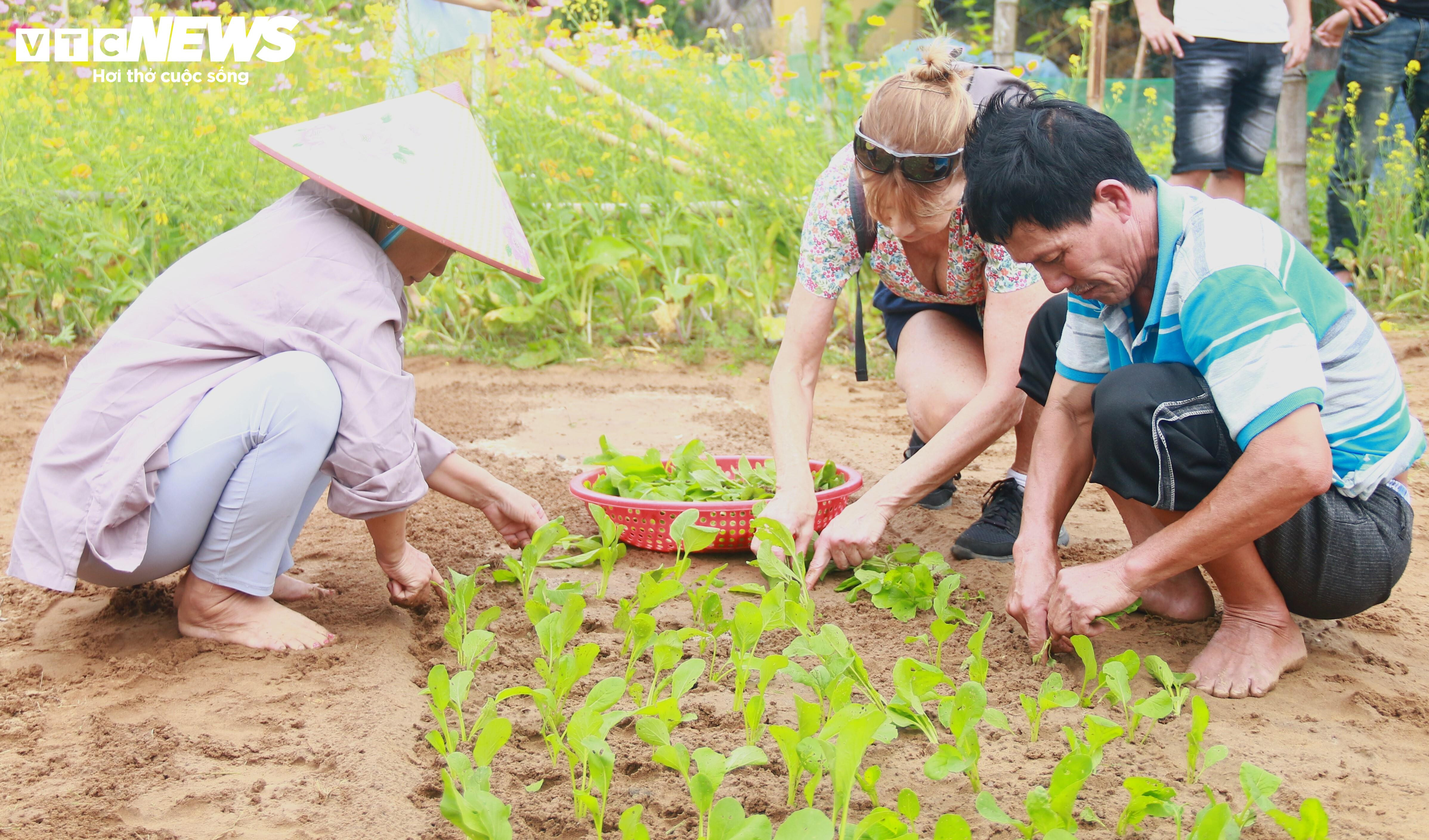Du khách nước ngoài thích thú vọc đất, trồng rau cùng nông dân xứ Quảng - 7