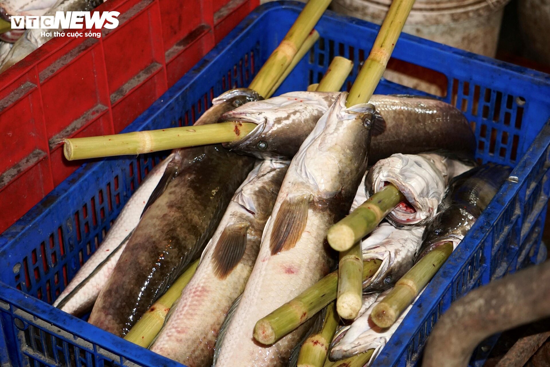 Quán vỉa hè thuê 40 người xuyên đêm nướng 4 tấn cá lóc bán ngày vía Thần Tài - 3