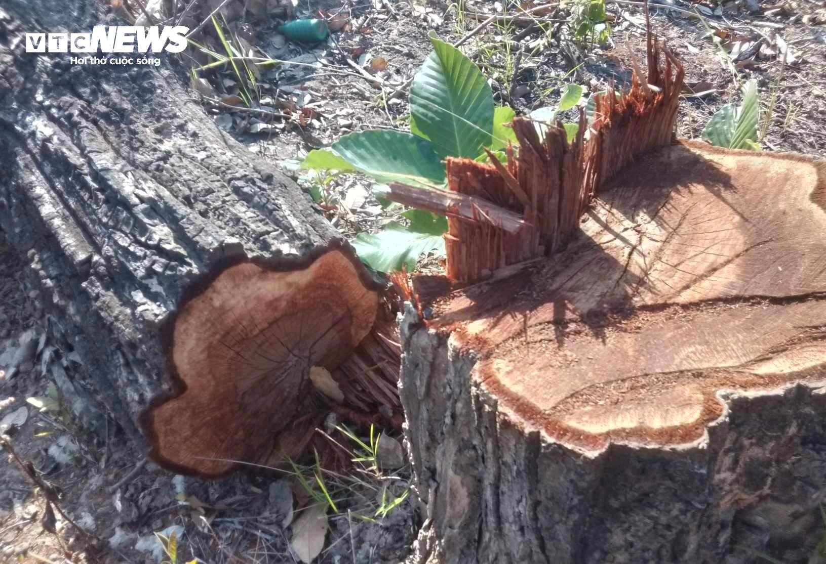 Cận cảnh cánh rừng biên giới bị 'xẻ thịt' tan hoang ở Gia Lai - 9