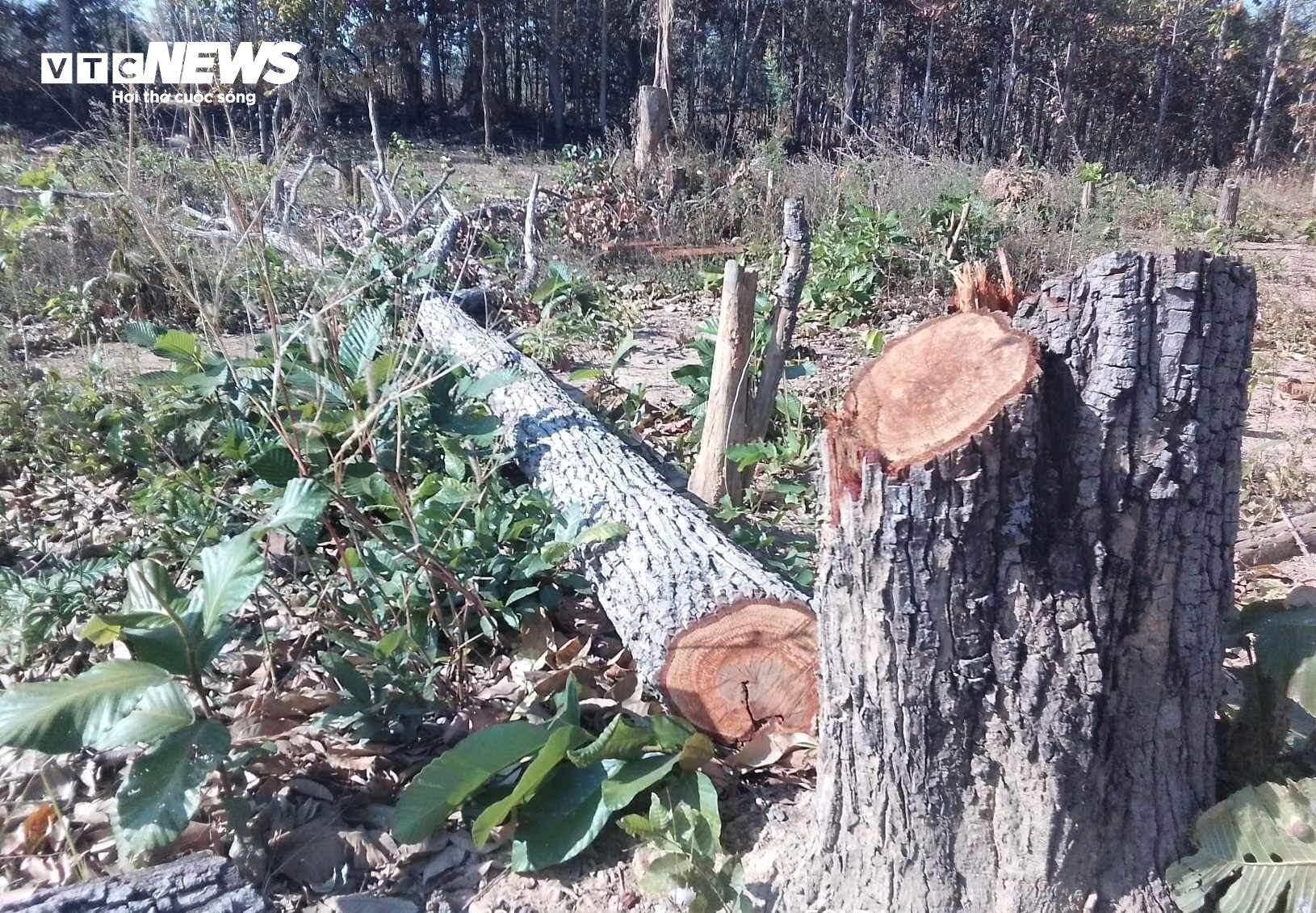 Cận cảnh cánh rừng biên giới bị 'xẻ thịt' tan hoang ở Gia Lai - 13