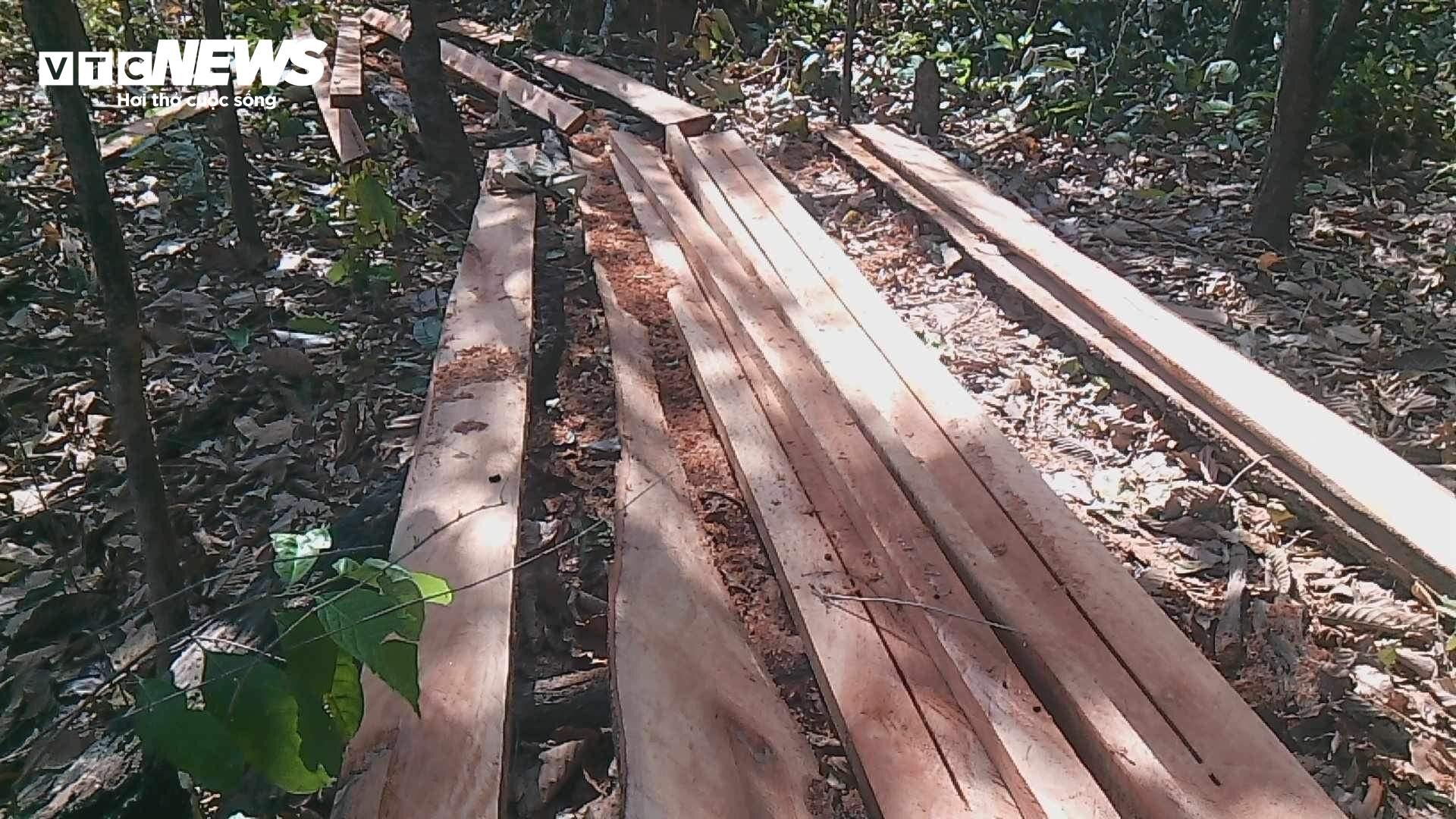 Cận cảnh cánh rừng biên giới bị 'xẻ thịt' tan hoang ở Gia Lai - 7