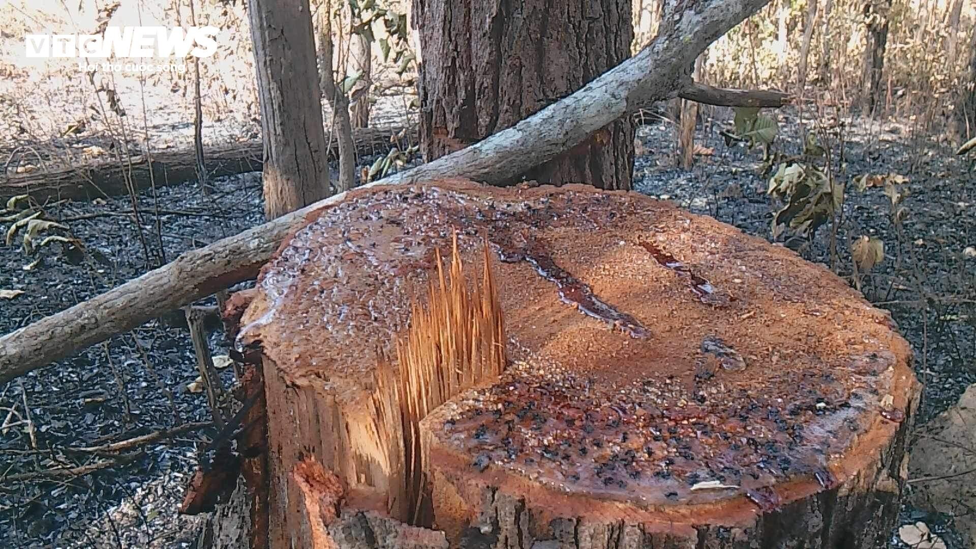 Cận cảnh cánh rừng biên giới bị 'xẻ thịt' tan hoang ở Gia Lai - 11