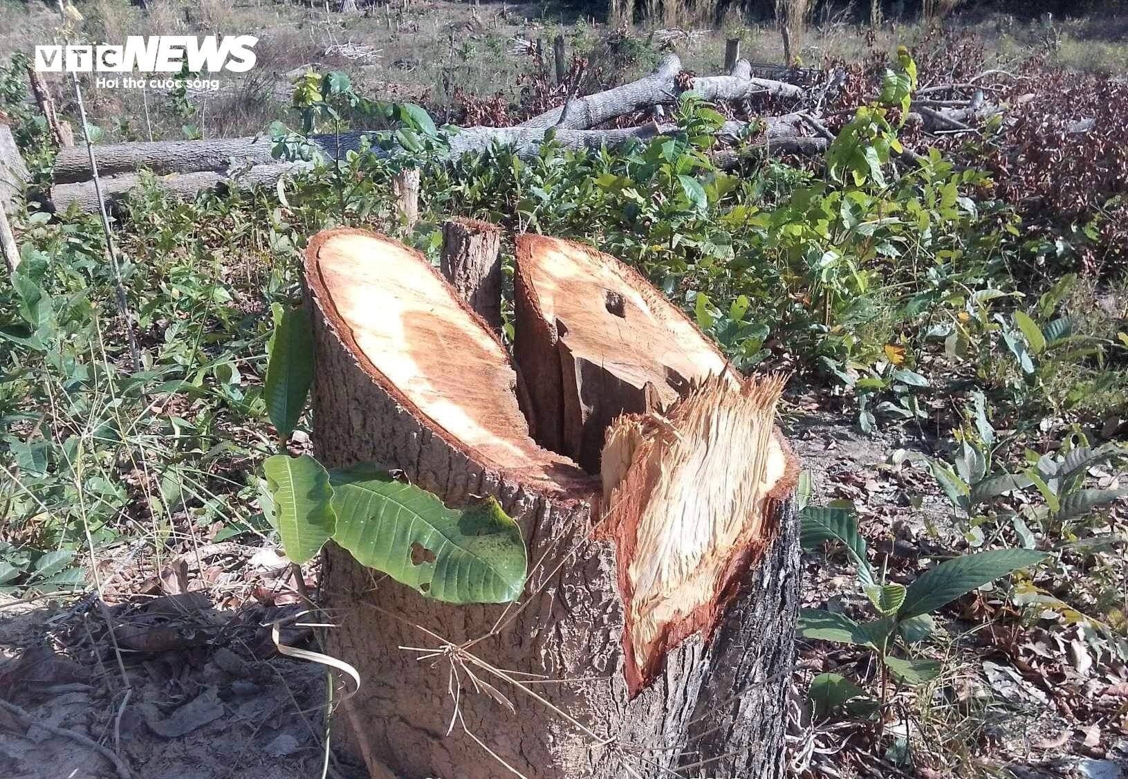 Cận cảnh cánh rừng biên giới bị 'xẻ thịt' tan hoang ở Gia Lai - 10