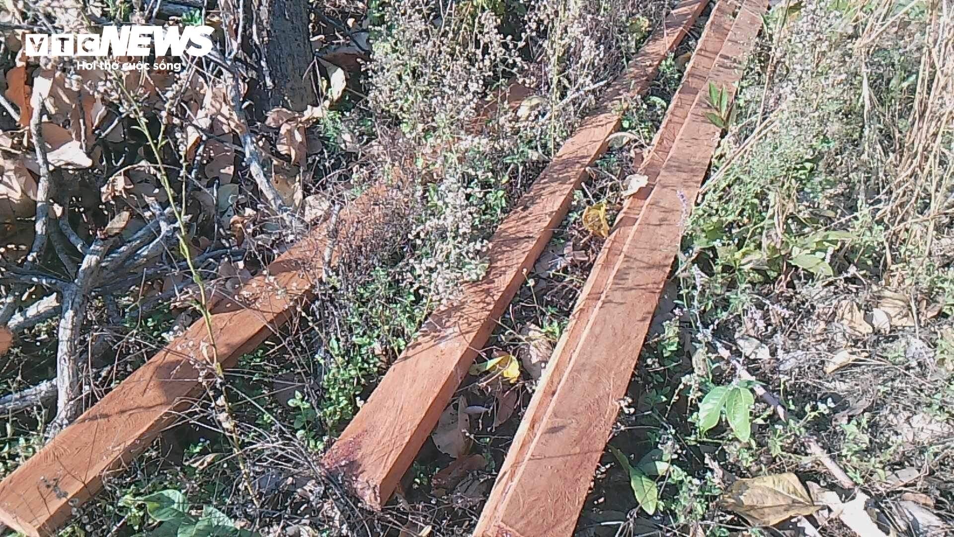 Cận cảnh cánh rừng biên giới bị 'xẻ thịt' tan hoang ở Gia Lai - 8