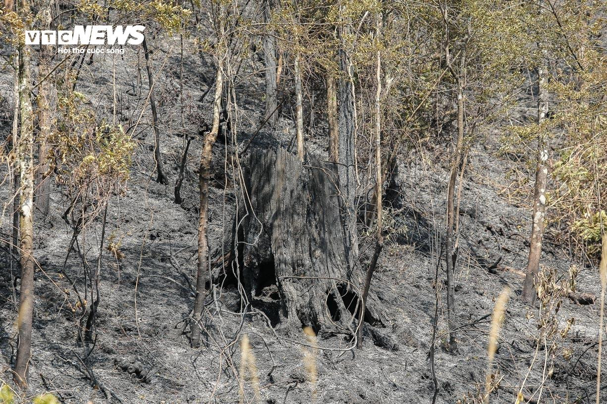Bay Flycam rà soát, xử lý từng gốc cây cháy âm ỉ tại Vườn quốc gia Hoàng Liên - 16