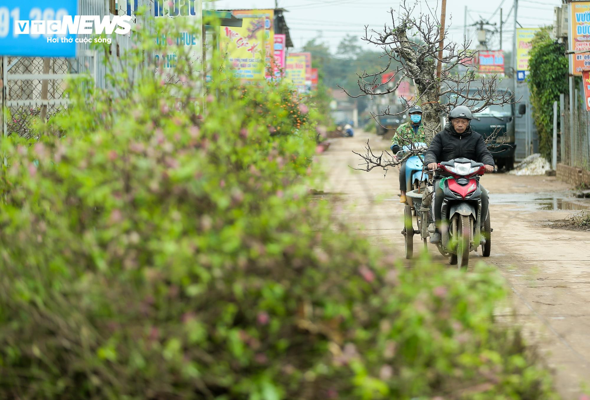 Người làng Nhật Tân tất bật đưa đào về 'hồi sinh' sau Tết - 2