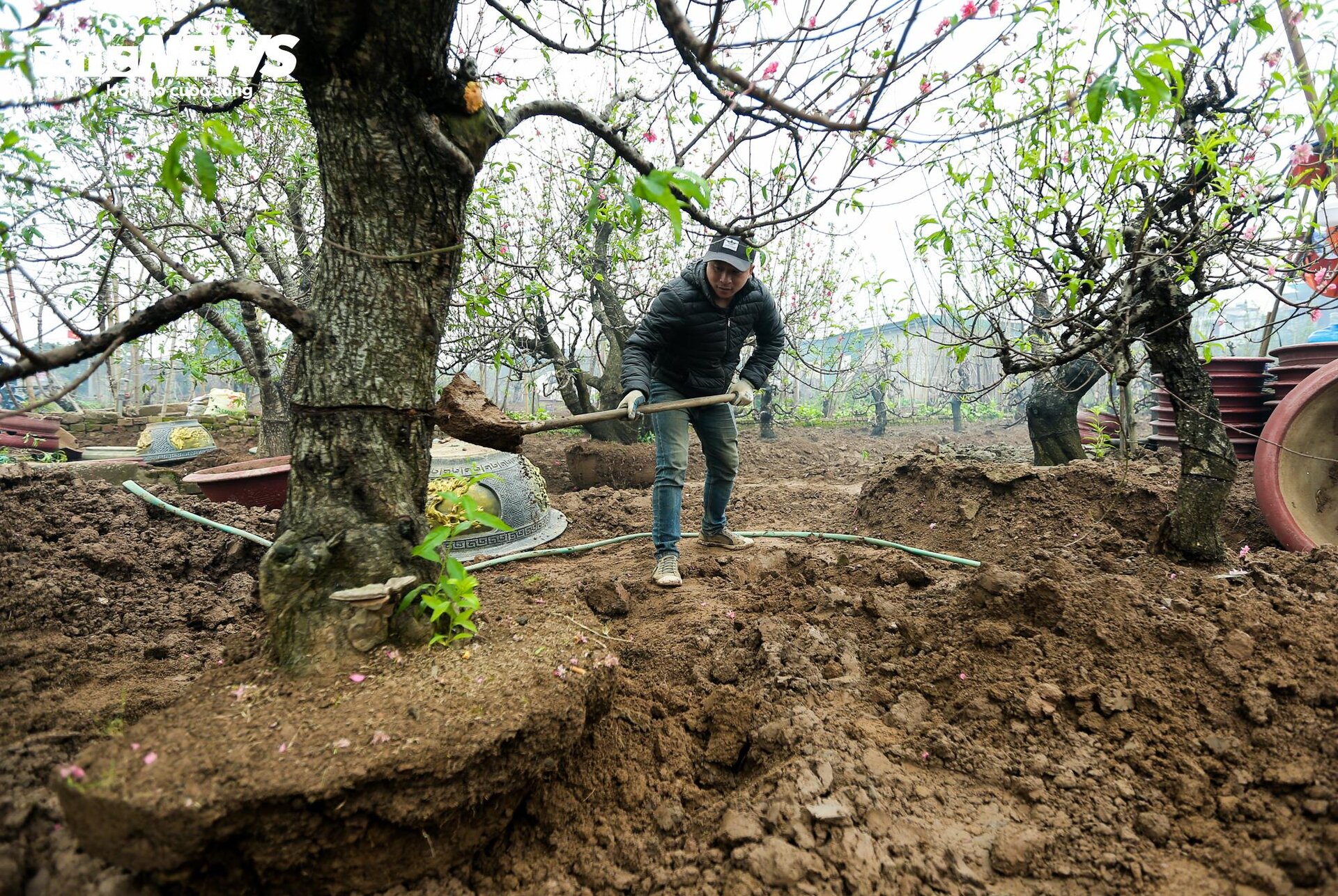 Người làng Nhật Tân tất bật đưa đào về 'hồi sinh' sau Tết - 11