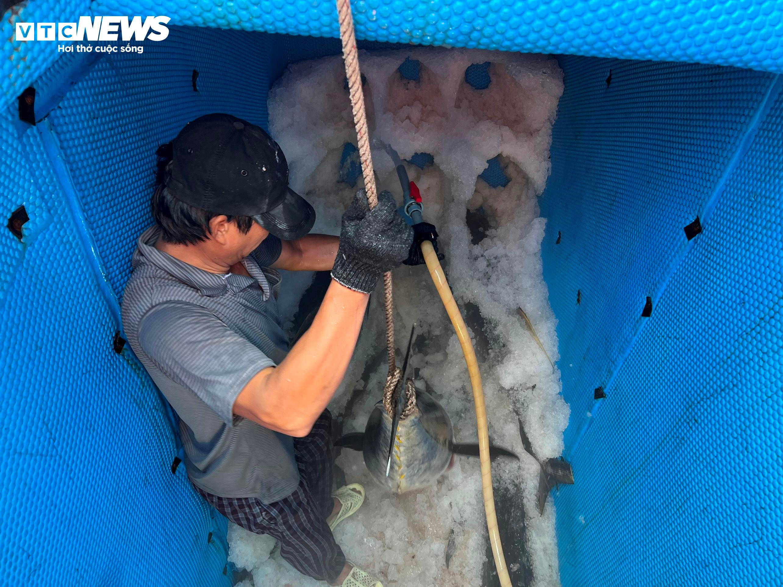 Vươn khơi câu cá ngừ đại dương xuyên Tết, nhiều ngư dân Quảng Ngãi thất thu - 5