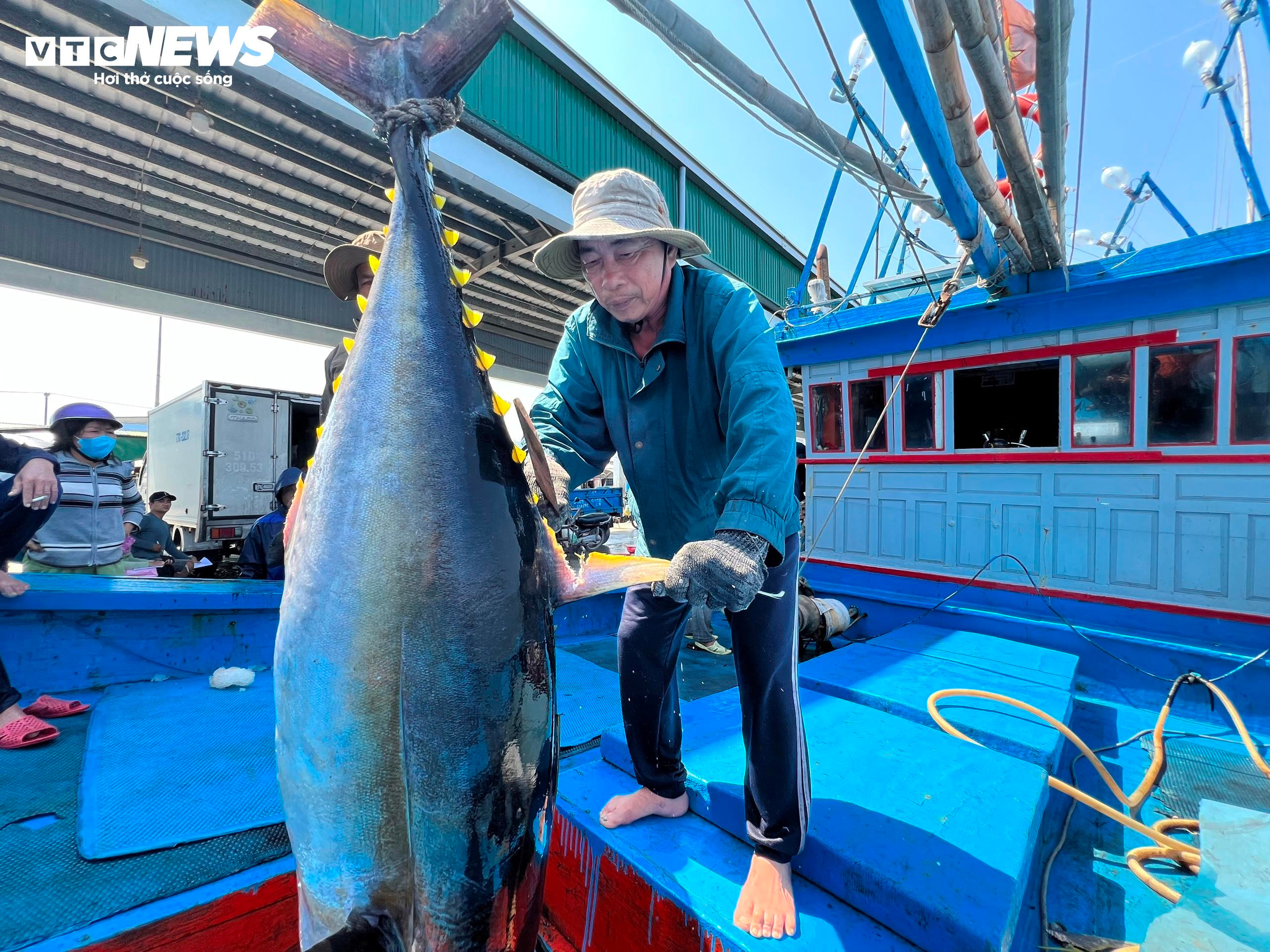 Vươn khơi câu cá ngừ đại dương xuyên Tết, nhiều ngư dân Quảng Ngãi thất thu - 1