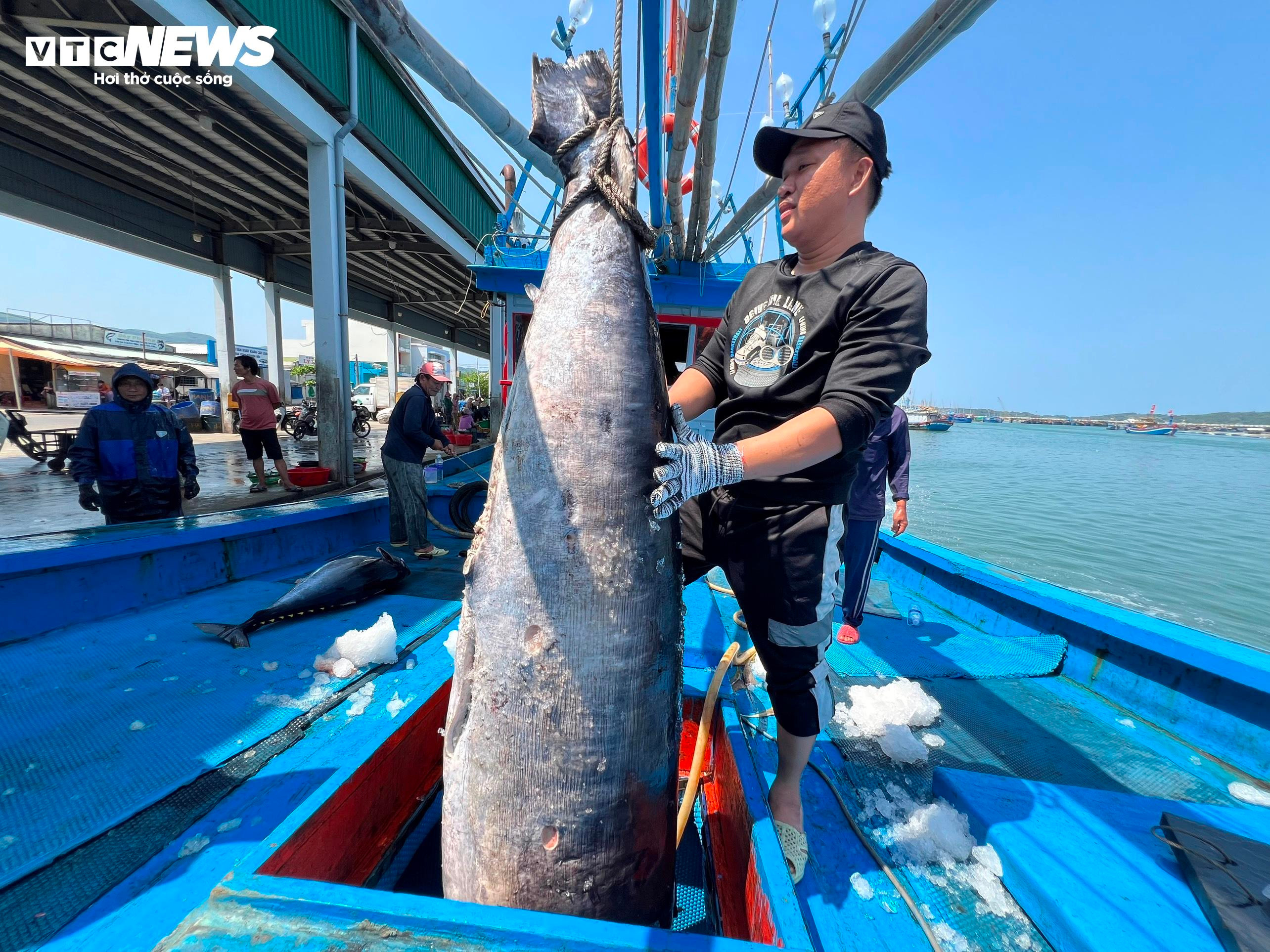 Vươn khơi câu cá ngừ đại dương xuyên Tết, nhiều ngư dân Quảng Ngãi thất thu - 2
