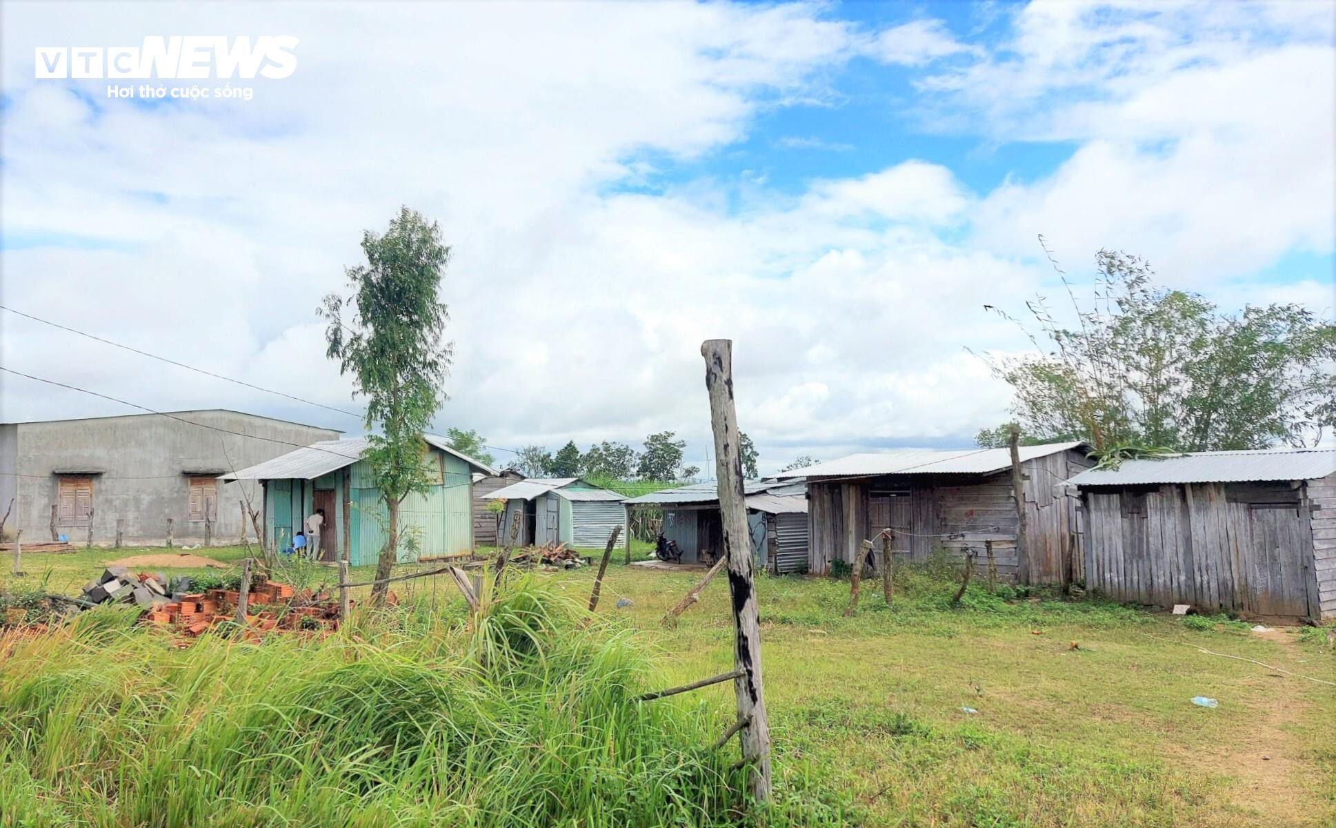 Dân chê không ở, khu tái định cư tiền tỷ thành nơi chăn bò - 2