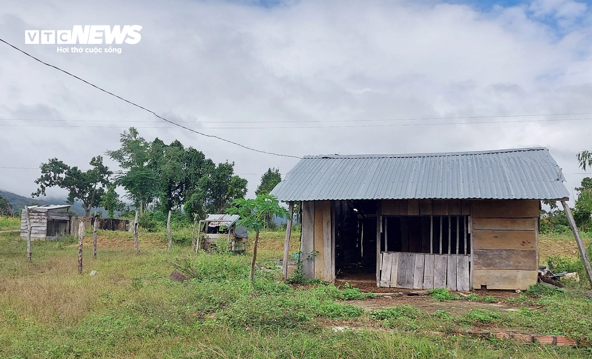 Dân chê không ở, khu tái định cư tiền tỷ thành nơi chăn bò - 11