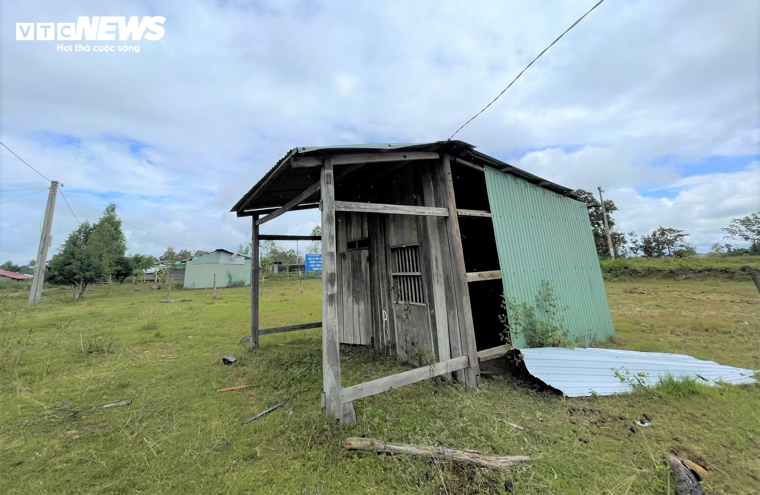 Dân chê không ở, khu tái định cư tiền tỷ thành nơi chăn bò - 8