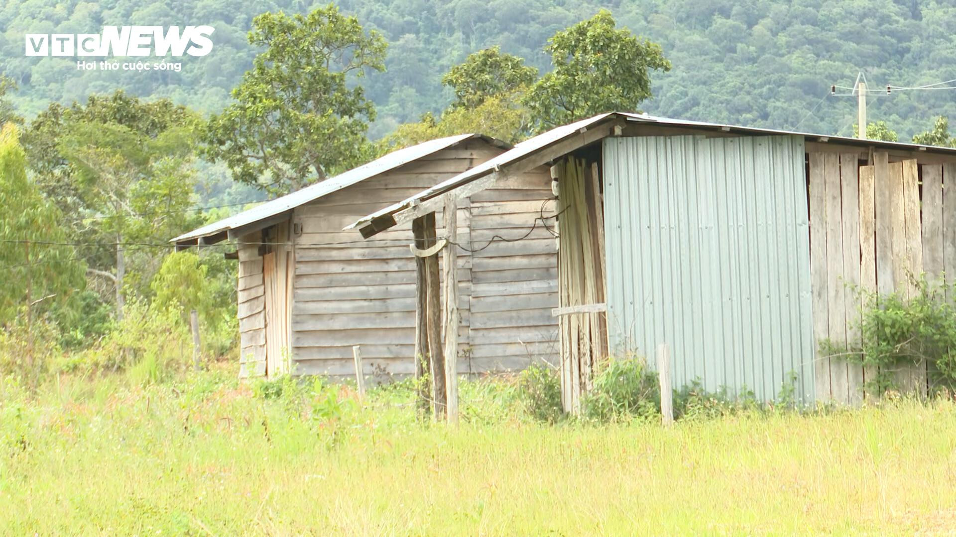Dân chê không ở, khu tái định cư tiền tỷ thành nơi chăn bò - 10
