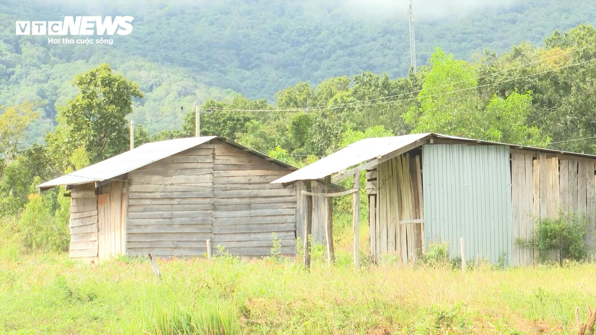 Dân chê không ở, khu tái định cư tiền tỷ thành nơi chăn bò - 3
