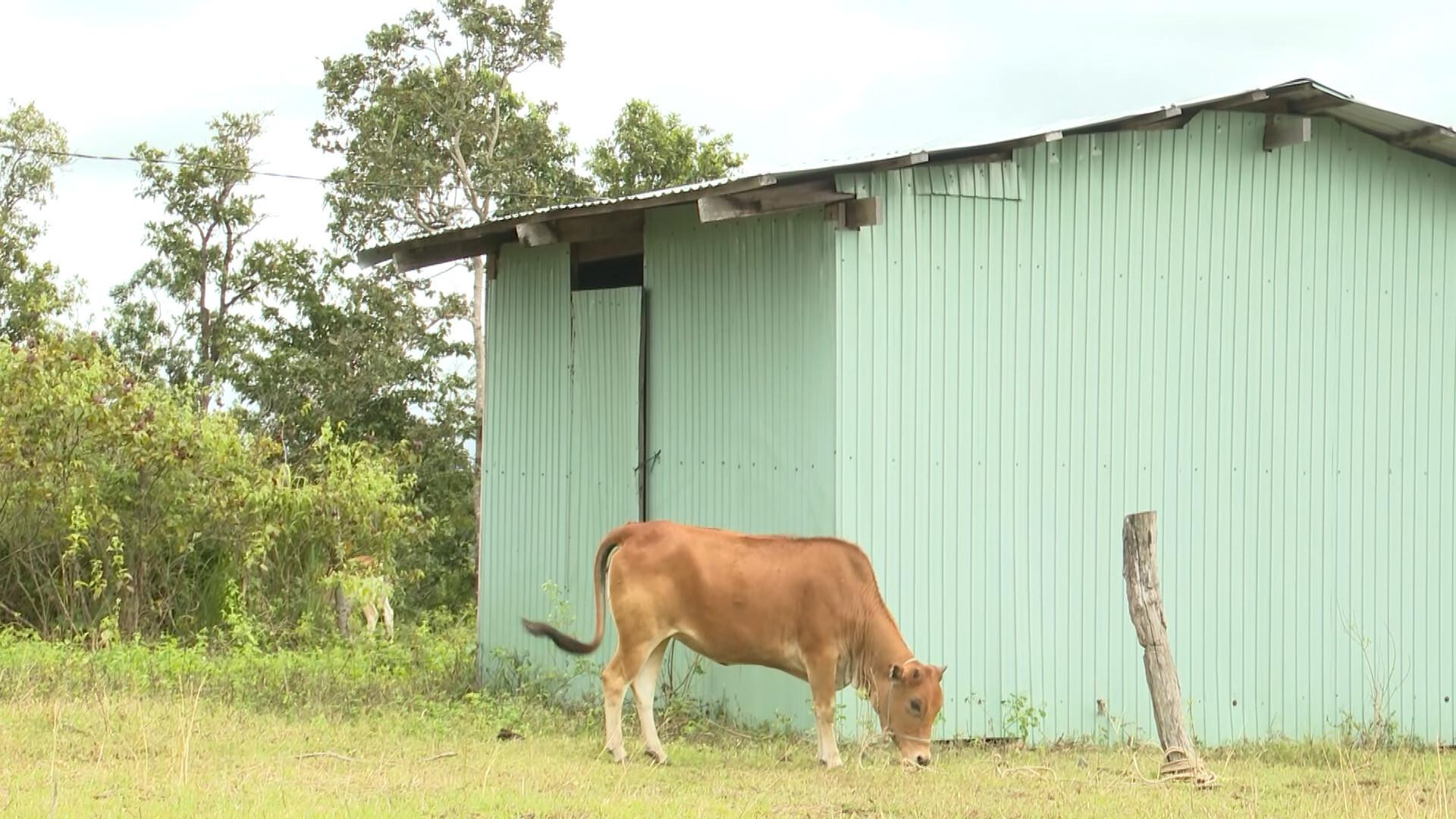 Dân chê không ở, khu tái định cư tiền tỷ thành nơi chăn bò - 5