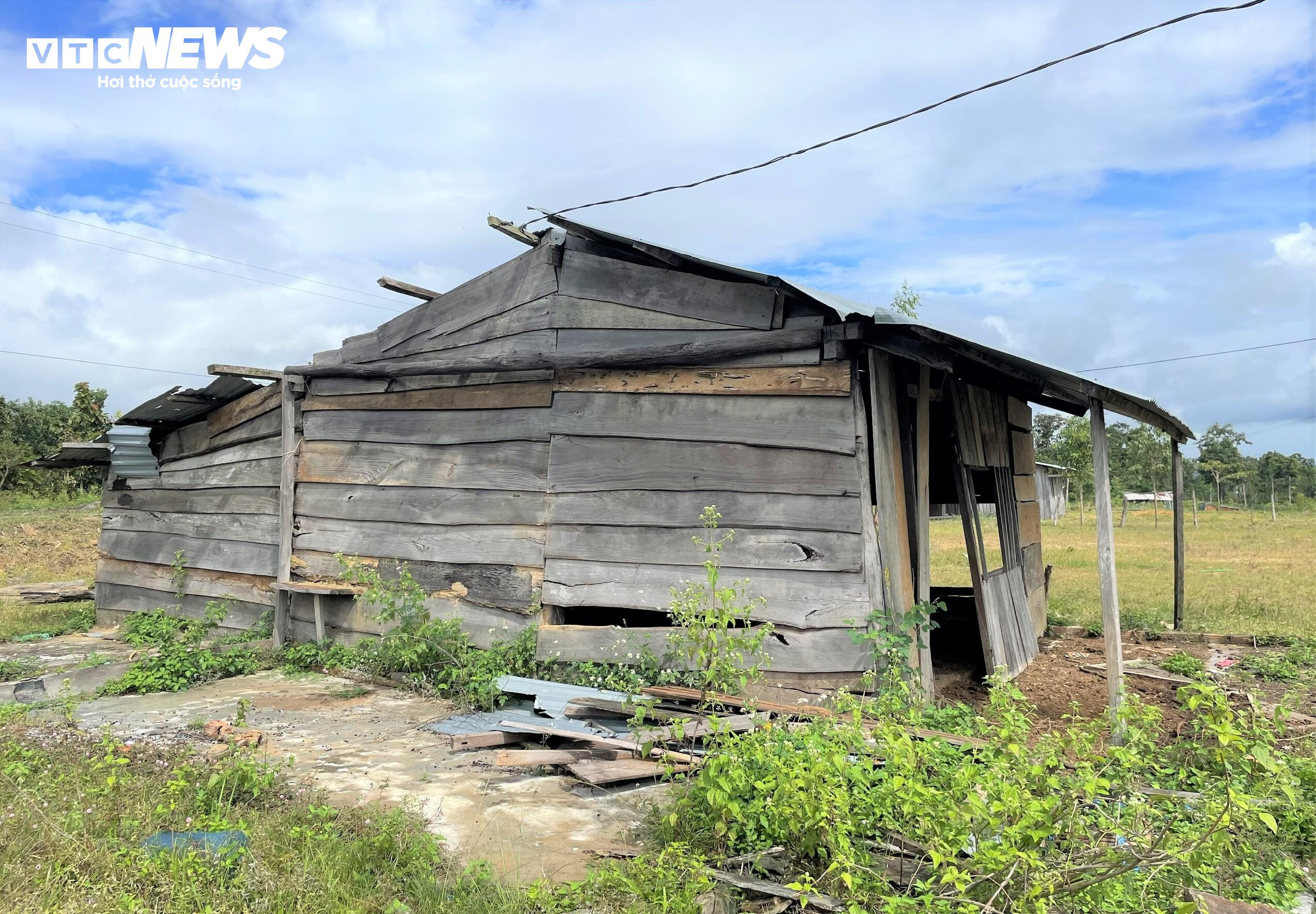 Dân chê không ở, khu tái định cư tiền tỷ thành nơi chăn bò - 7