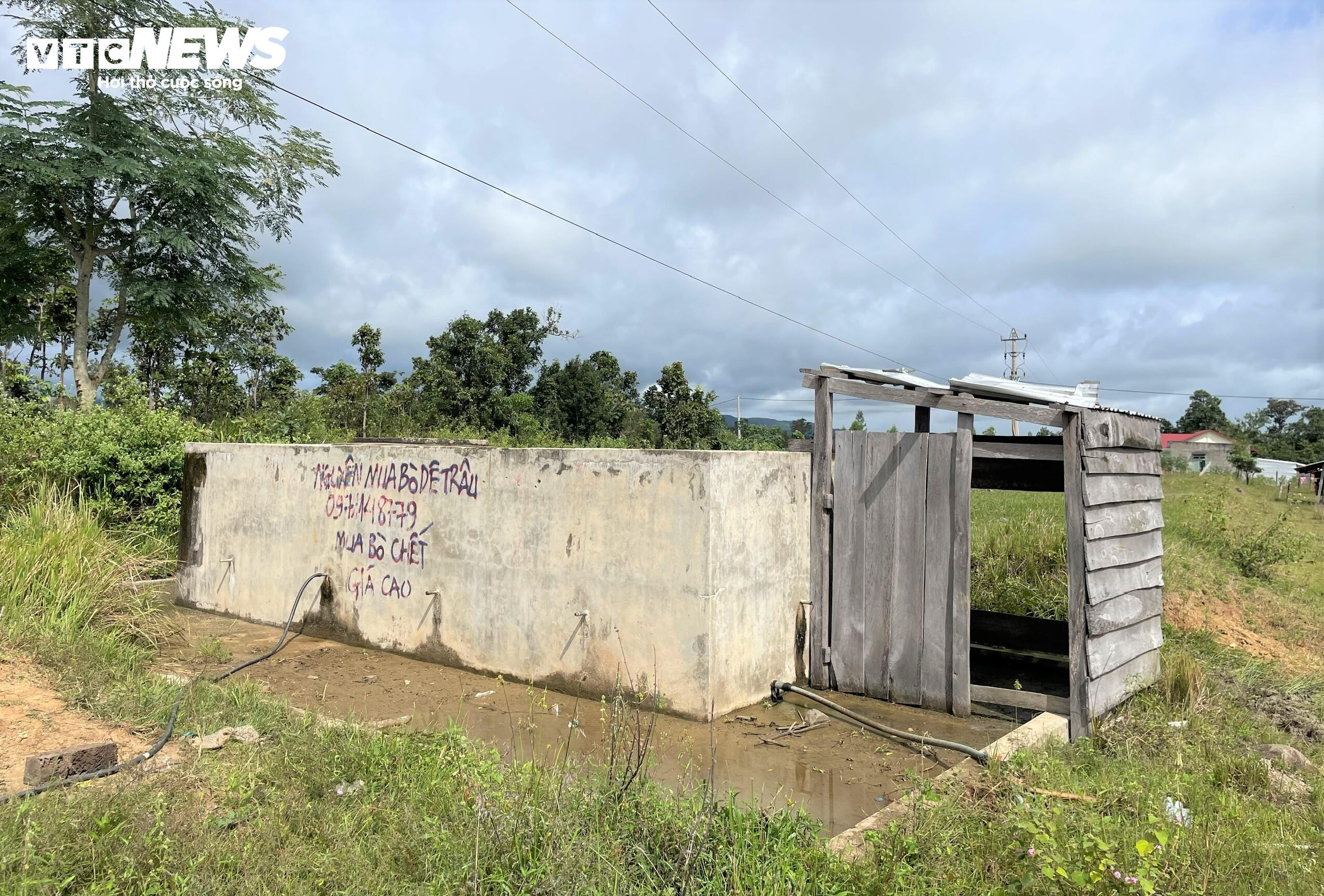 Dân chê không ở, khu tái định cư tiền tỷ thành nơi chăn bò - 6