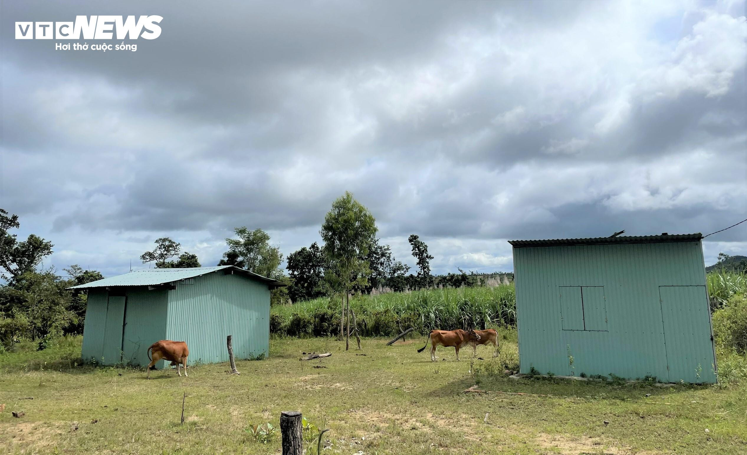 Dân chê không ở, khu tái định cư tiền tỷ thành nơi chăn bò - 9