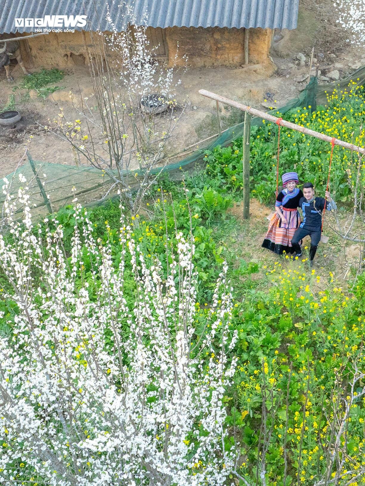 Cao nguyên Tả Van Chư đẹp yên bình mùa hoa mận trắng - 9