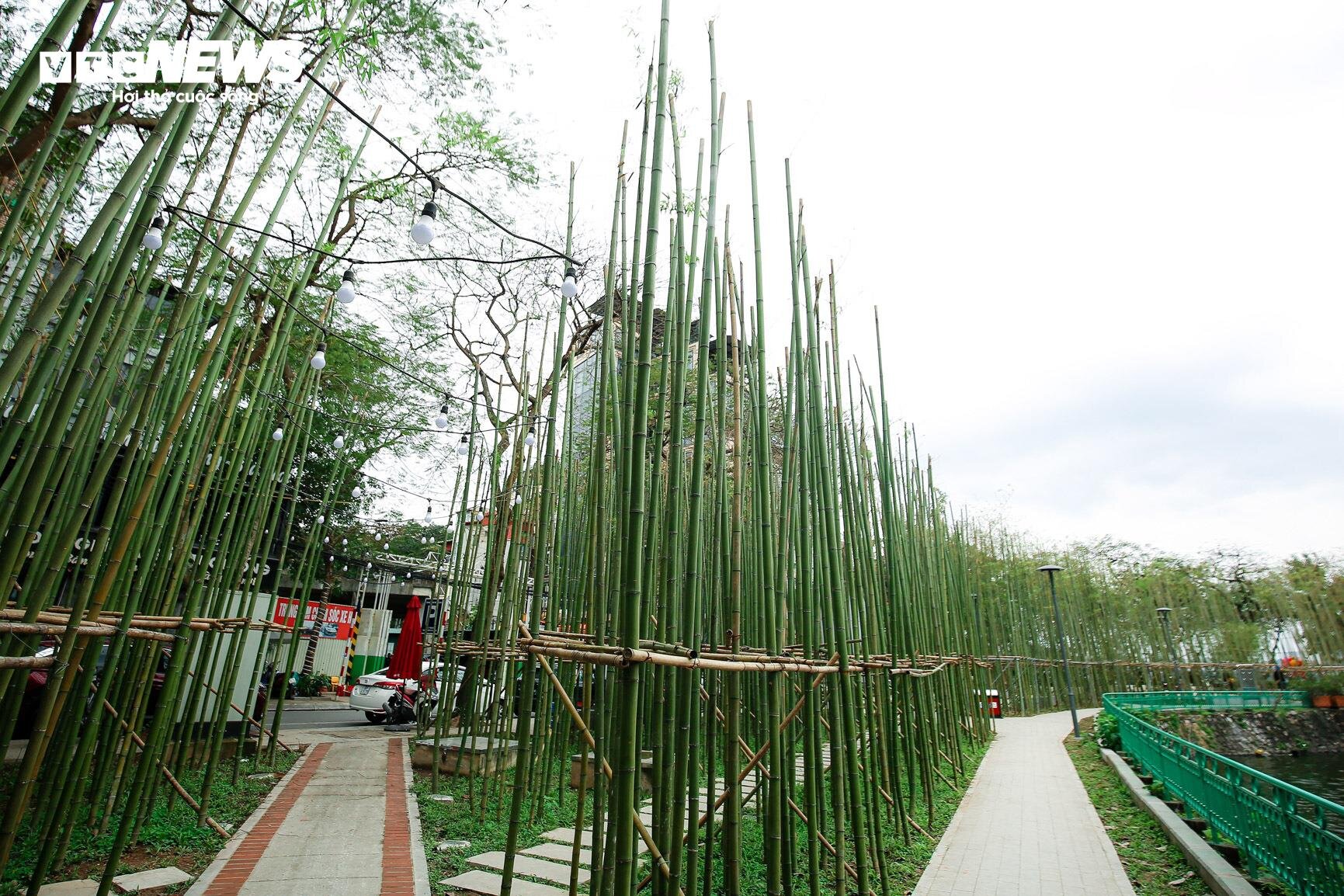 Du khách nước ngoài mê mẩn vườn trúc đẹp như trong phim ở Hà Nội - 11
