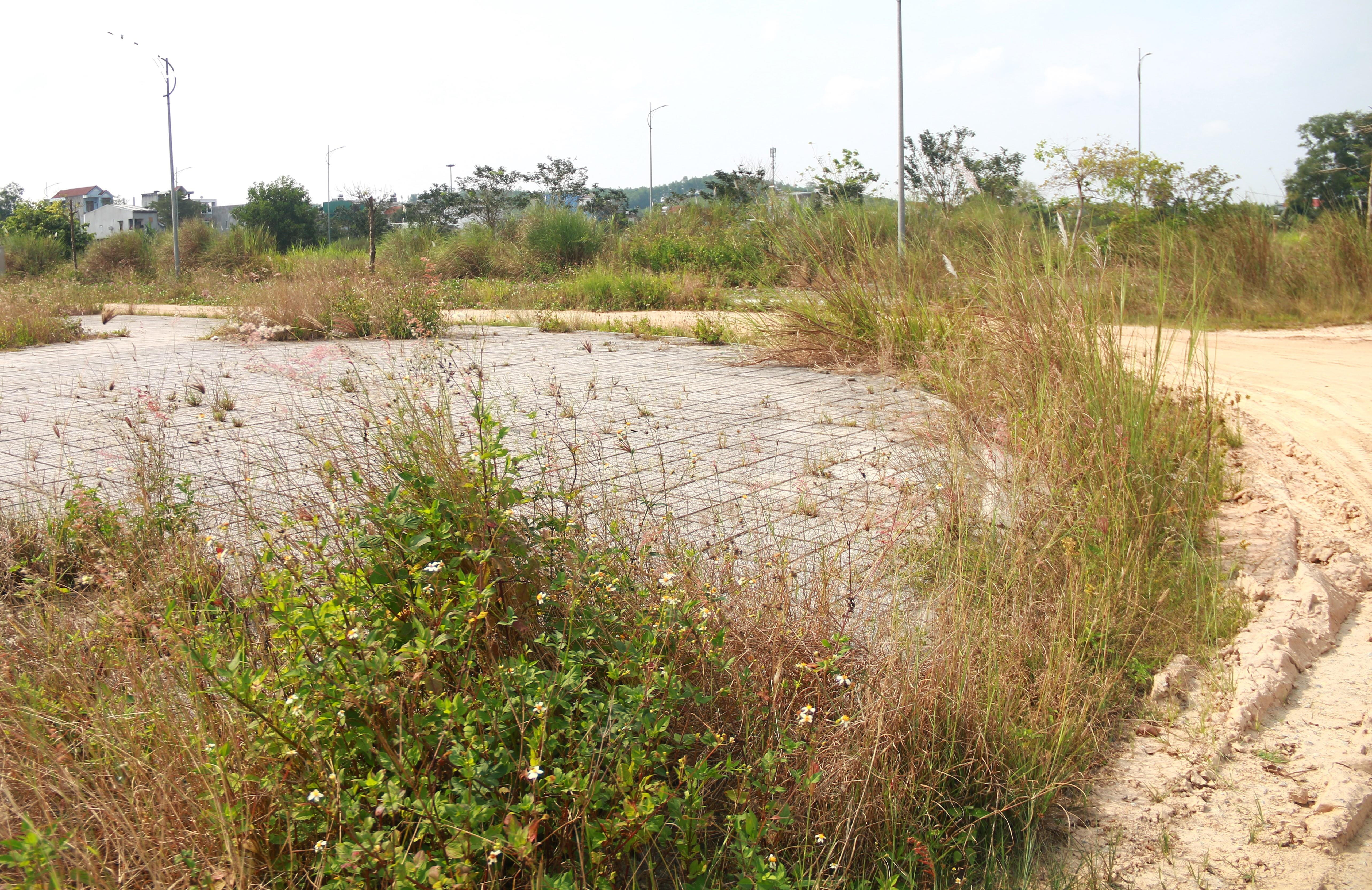 Sau 9 năm triển khai, khu dân cư kiểu mẫu ở Quảng Ngãi thành nơi chăn bò - 2